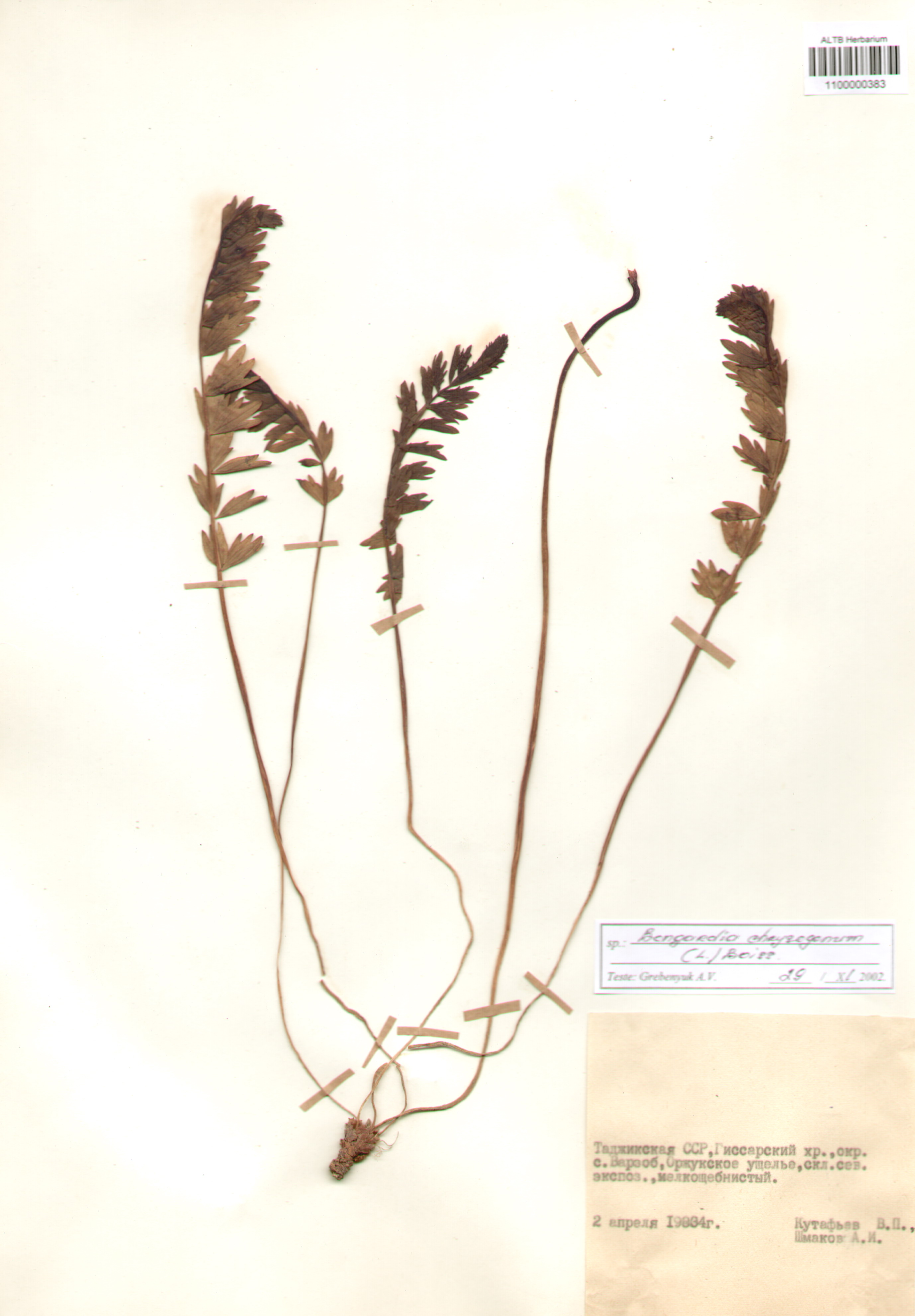 Berberidaceae,Bongardia chrysogonum (L.) Boiss.