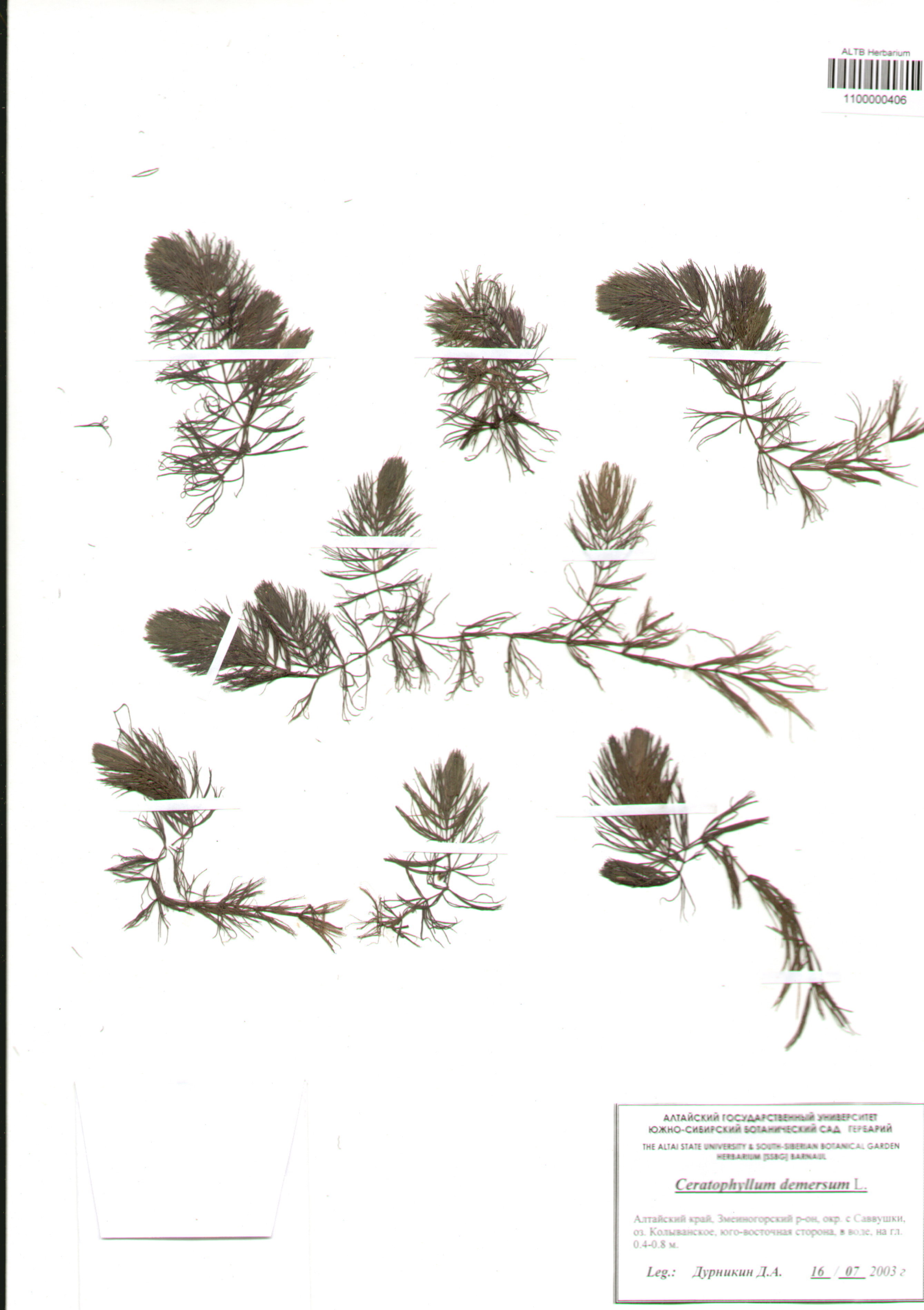 Ceratophyllaceae,Ceratophyllum demersum L.