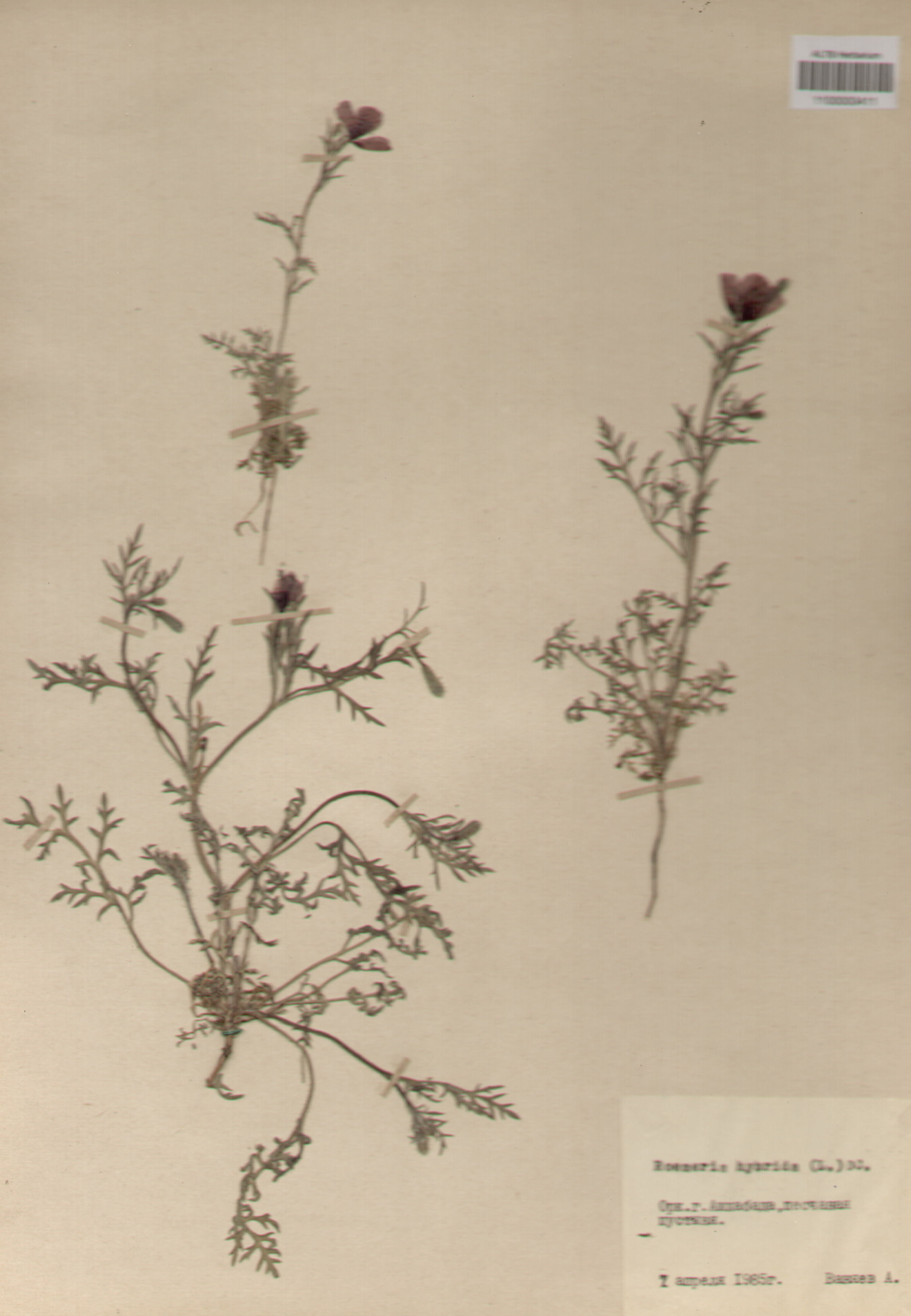 Papaveraceae,Roemeria hybrida (L.) DC.