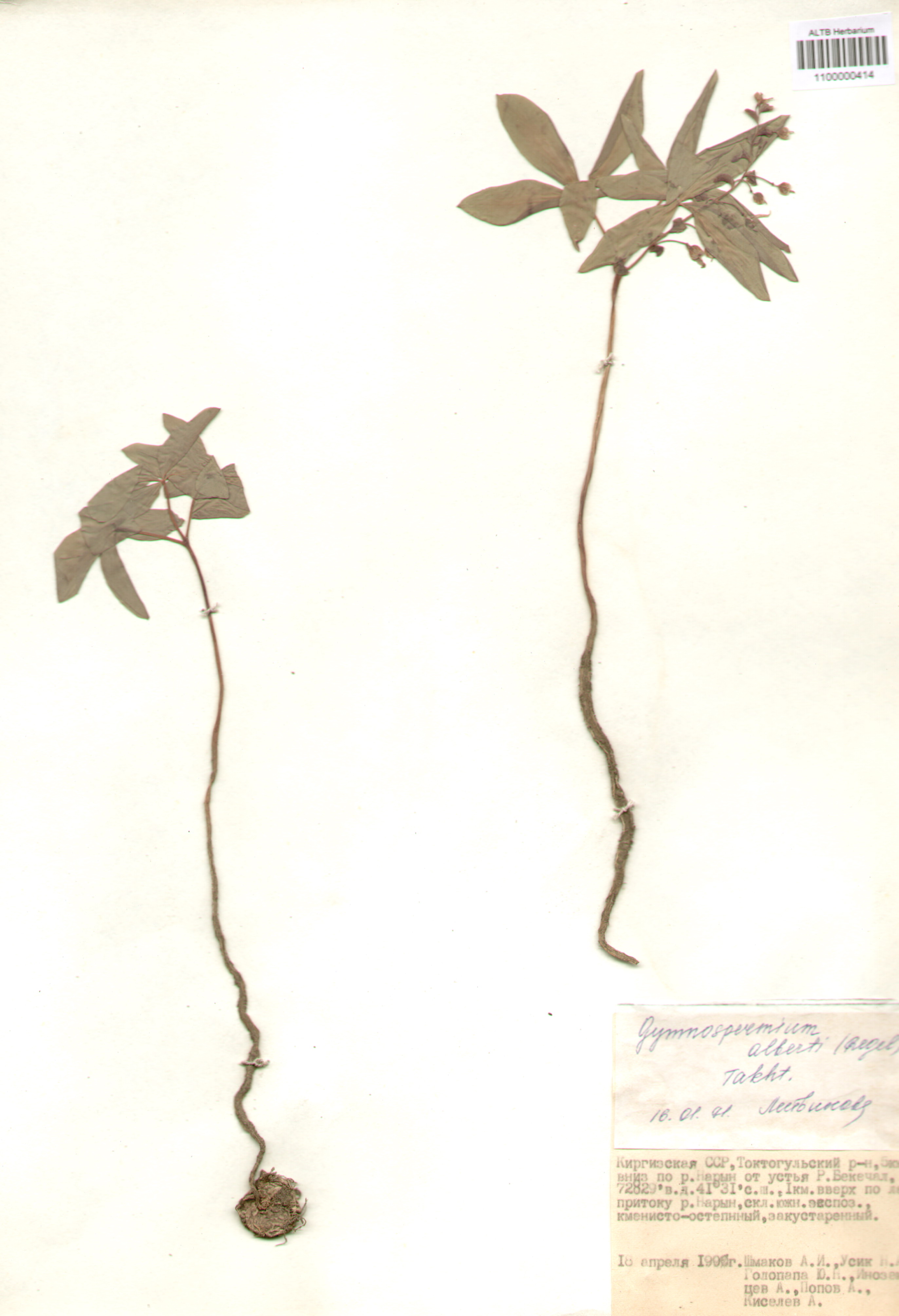 Berberidaceae,Gymnospermium alberti (Regel) Takht.