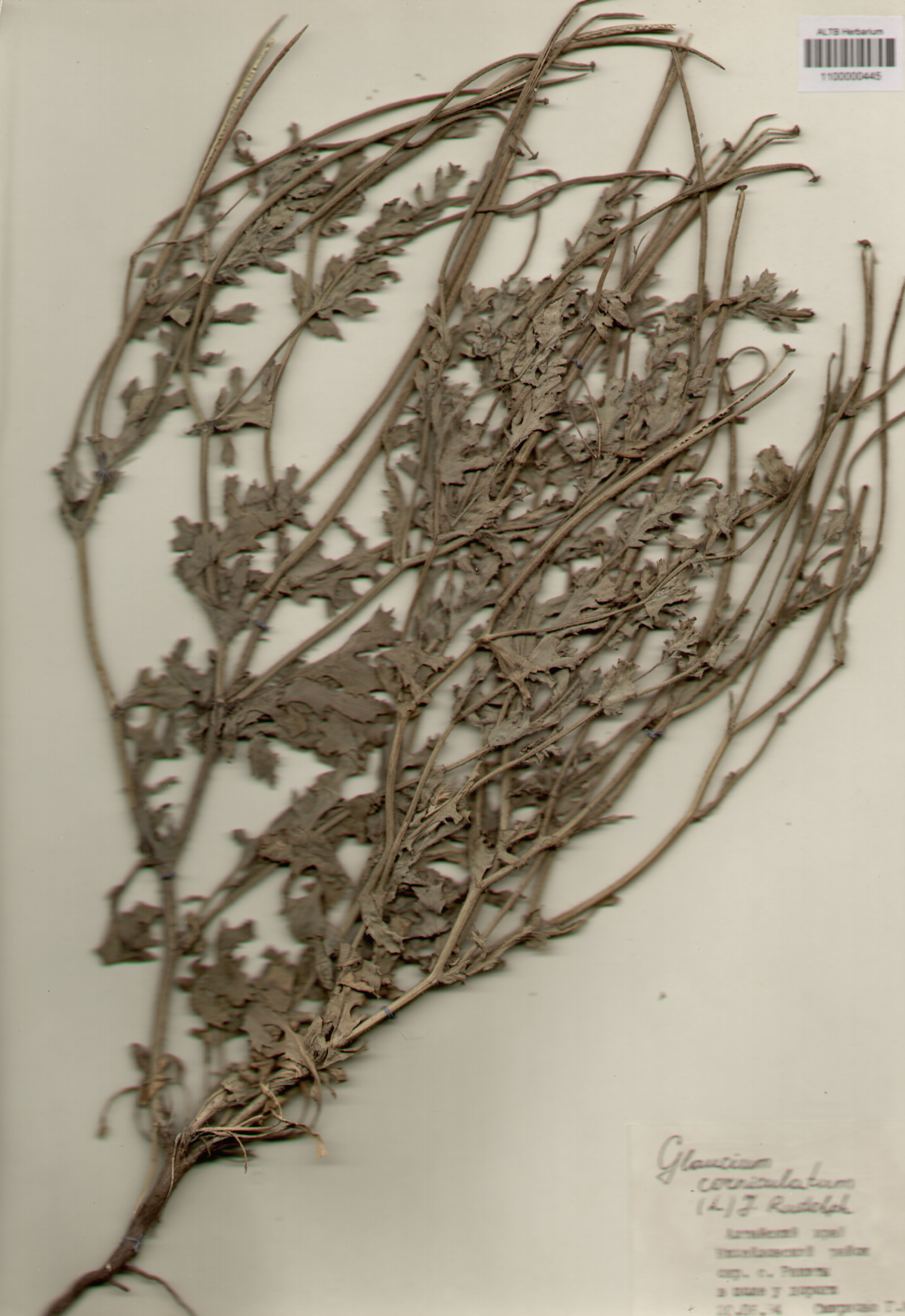 Papaveraceae,Glaucium corniculatum (L.) J. Rudolph