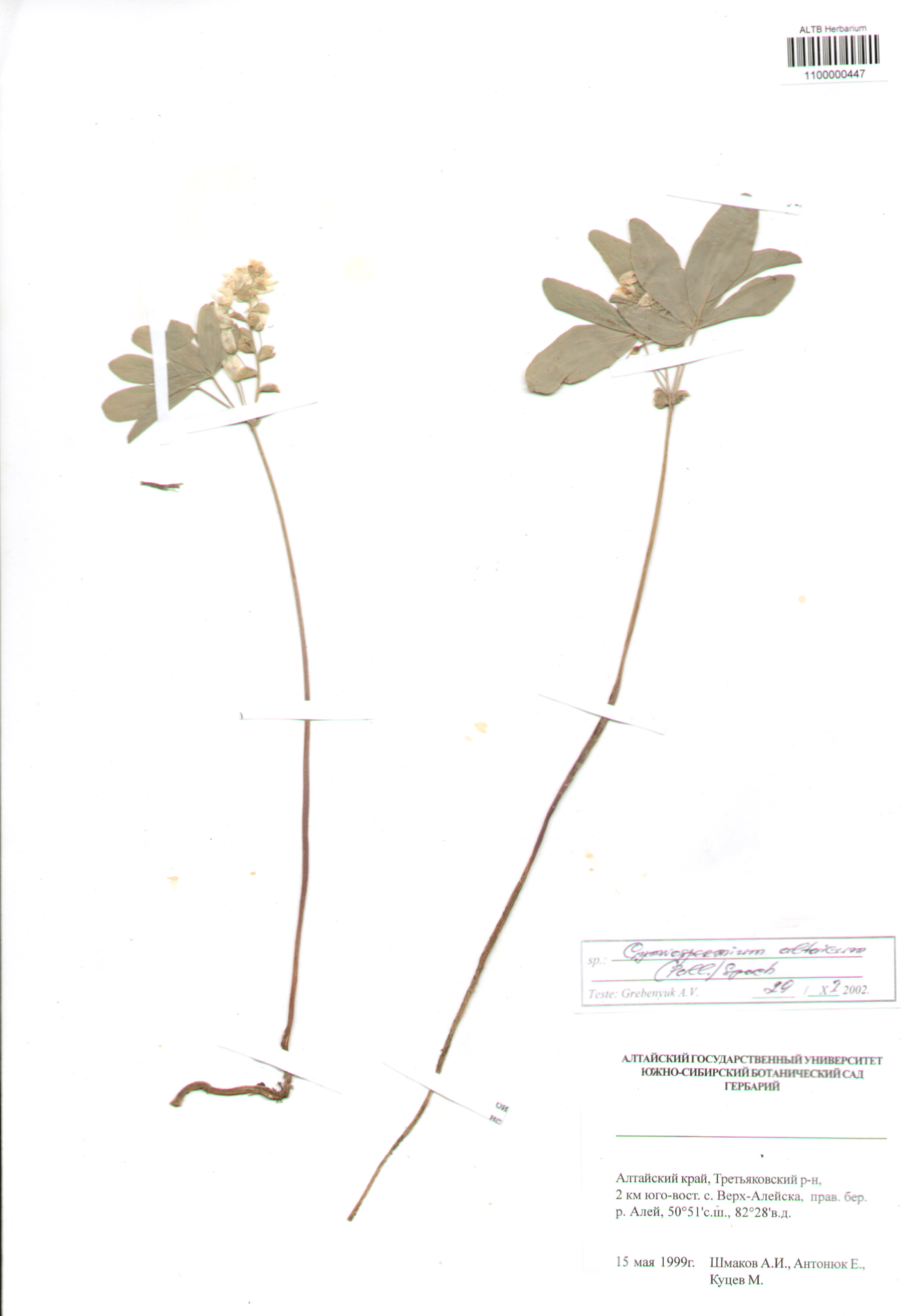 Berberidaceae,Gymnospermium altaicum (Pallas) Sprach.