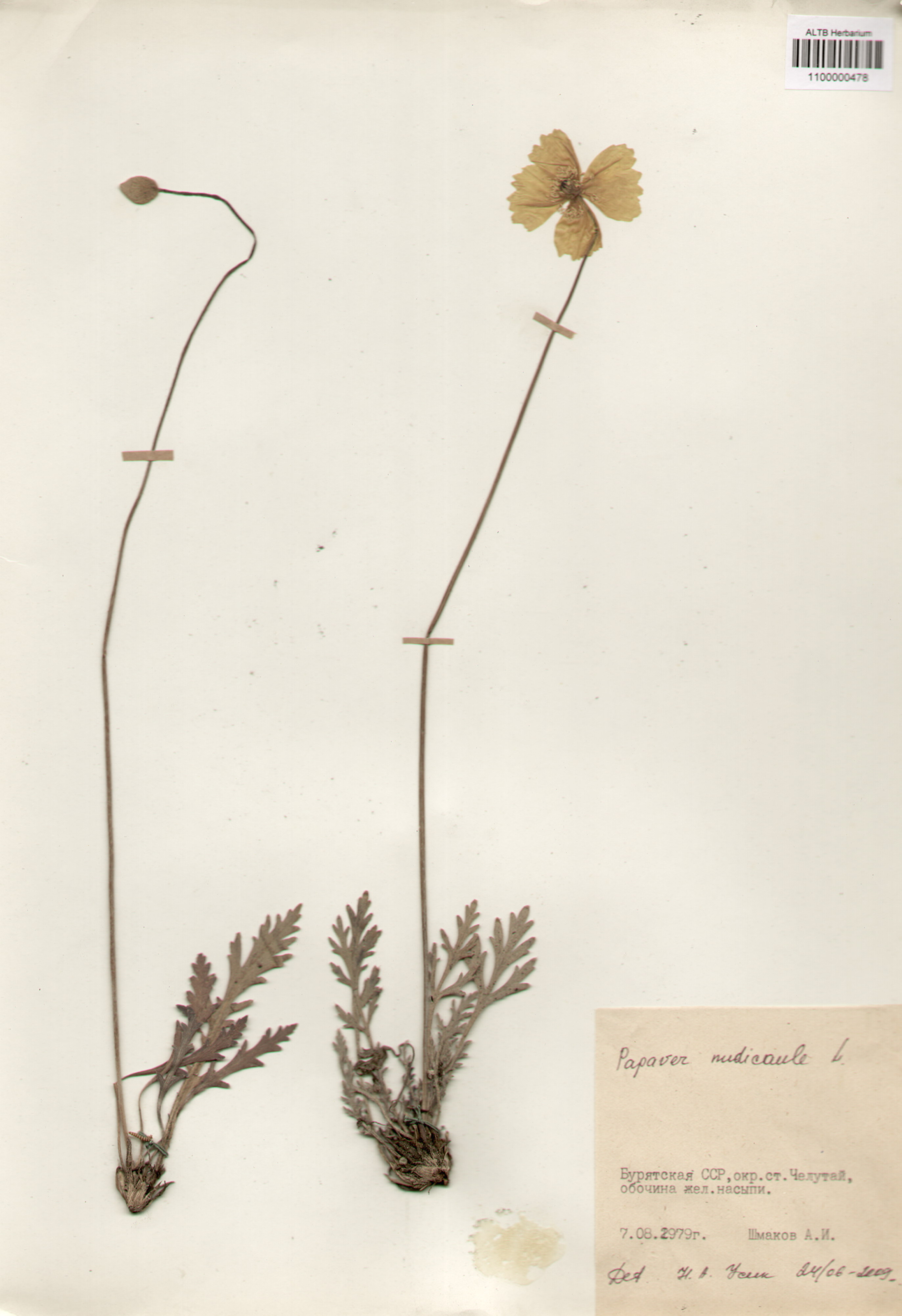 Papaveraceae,Papaver nudicaule L.