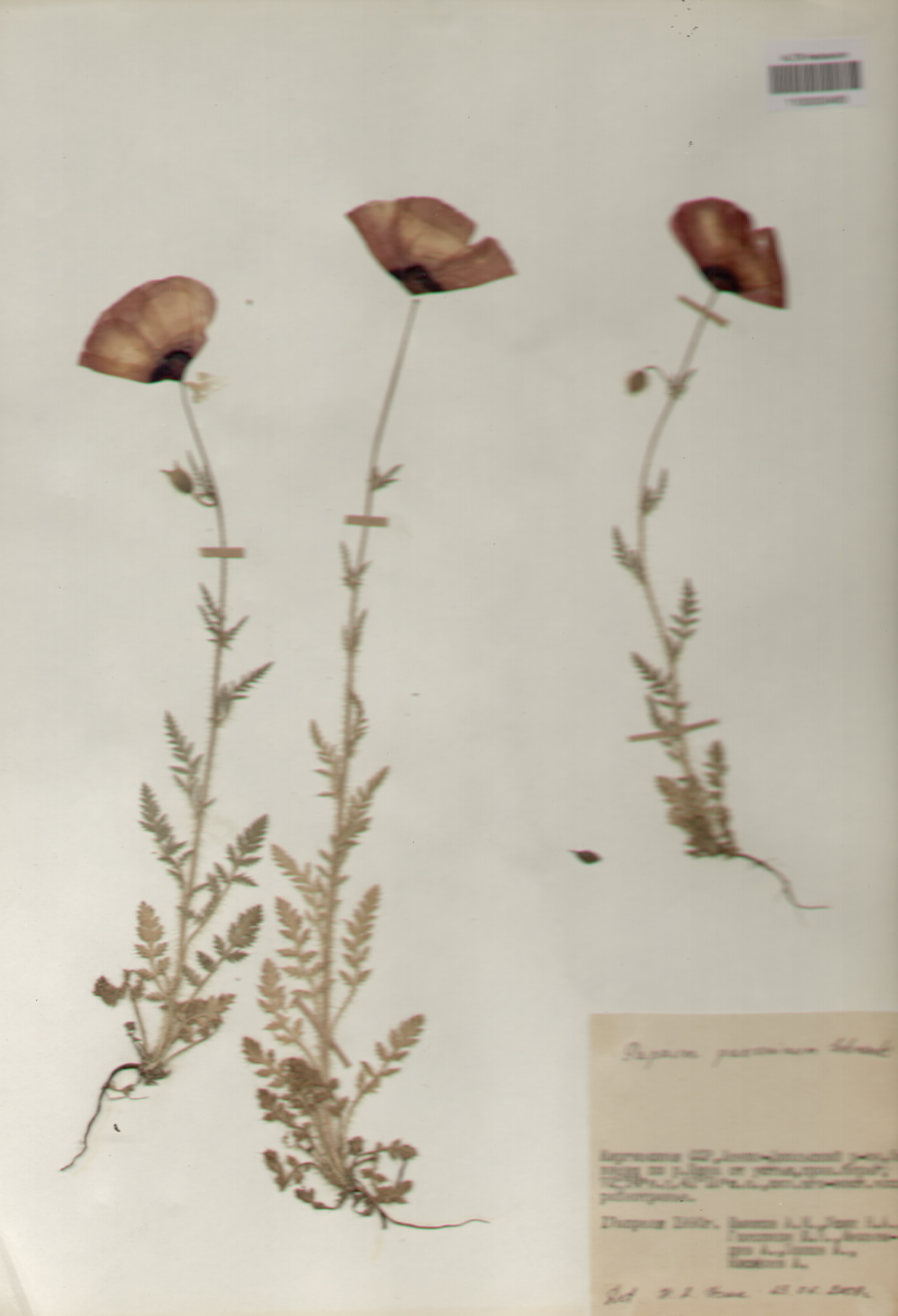 Papaveraceae,Papaver pavoninum Schrenk