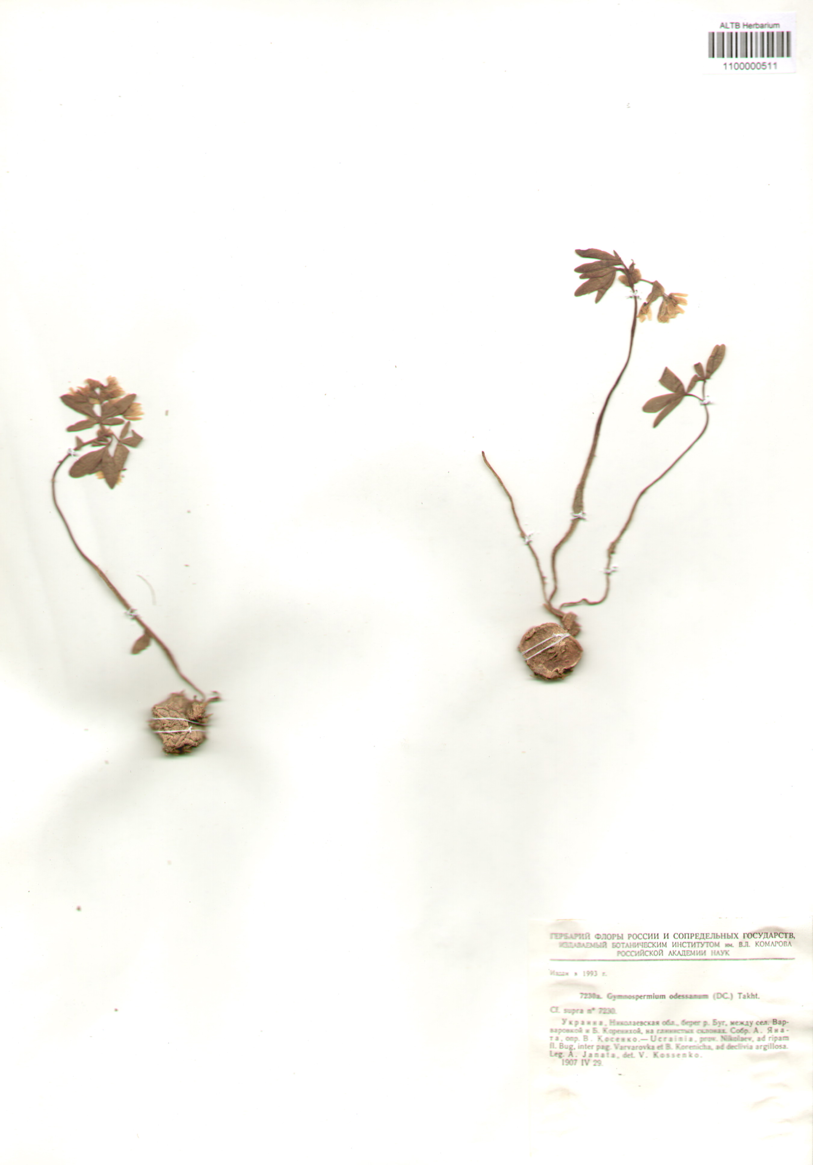 Berberidaceae,Gymnospermium odessanum (DC.) Takht.