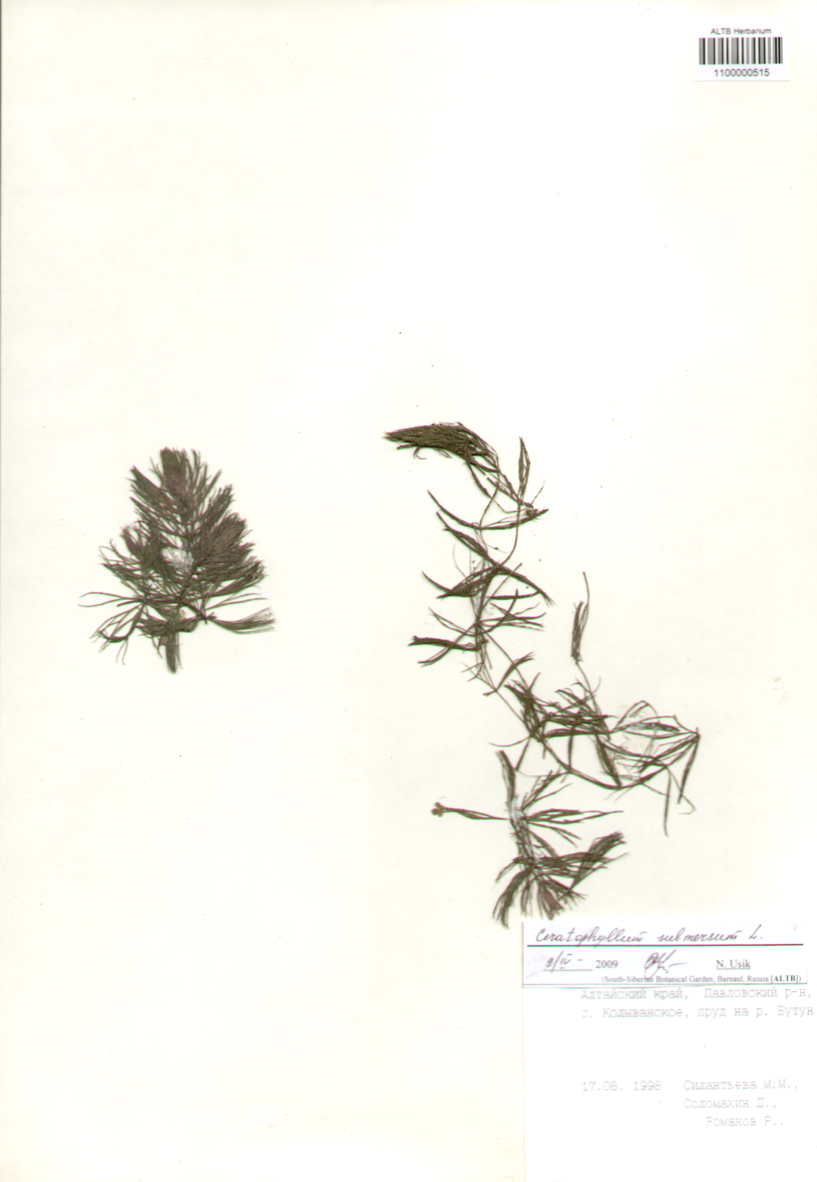 Ceratophyllaceae,Ceratophyllum submersum L.