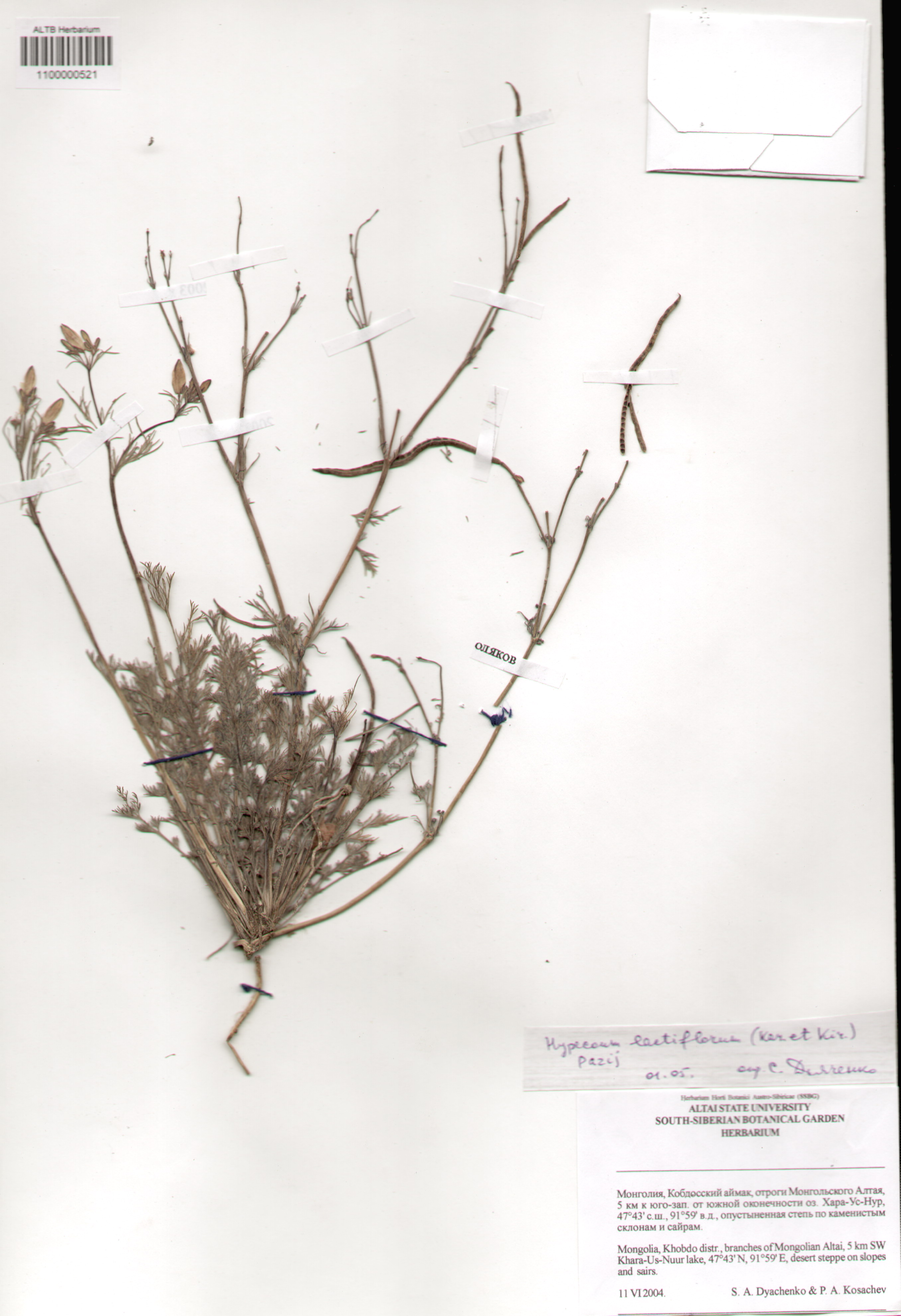 Hypocoaceae,Hypocoum lactiflorum (Kar. et Kir.) Pazij