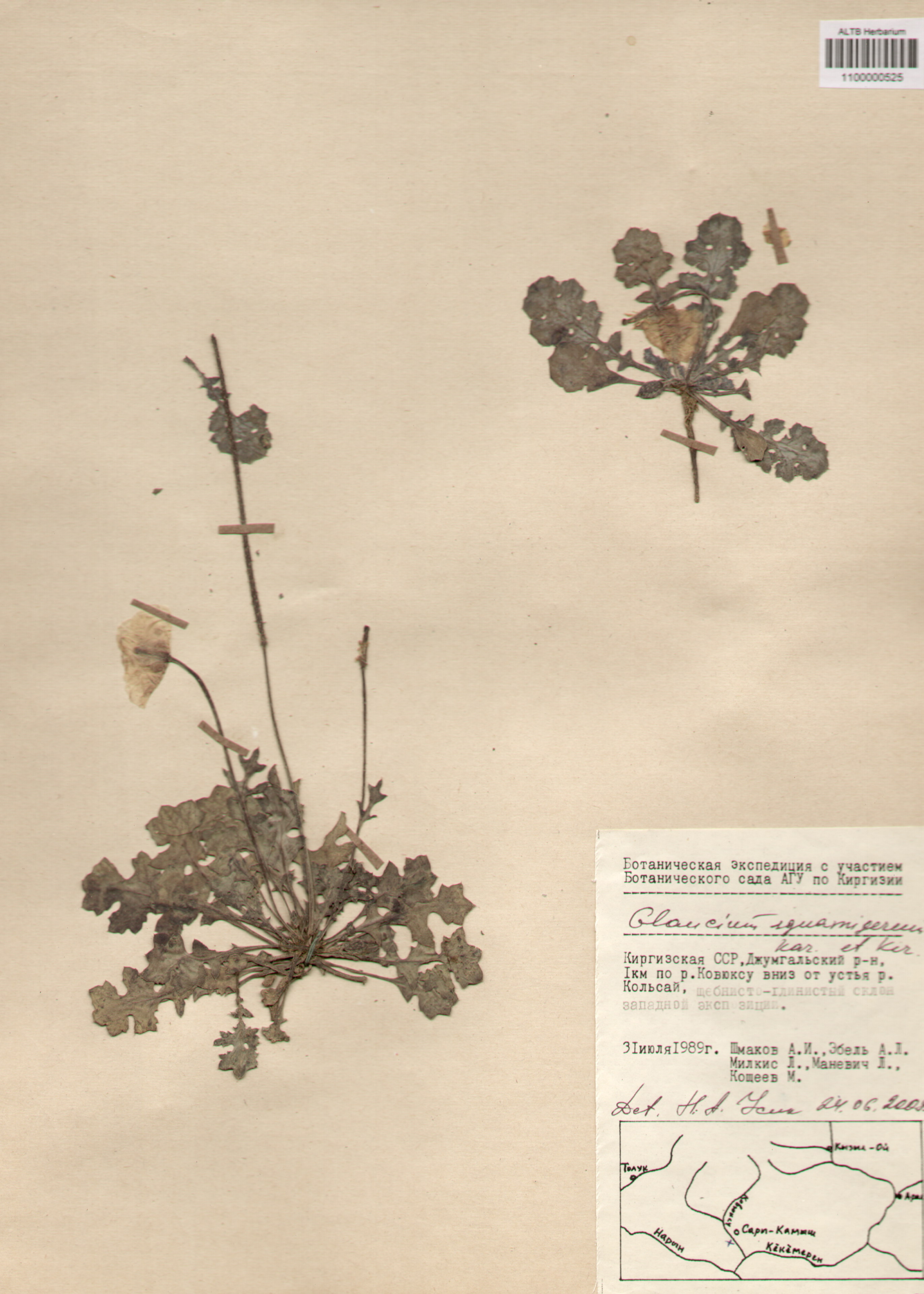 Papaveraceae,Glaucium squamigerum Kar. et Kir.