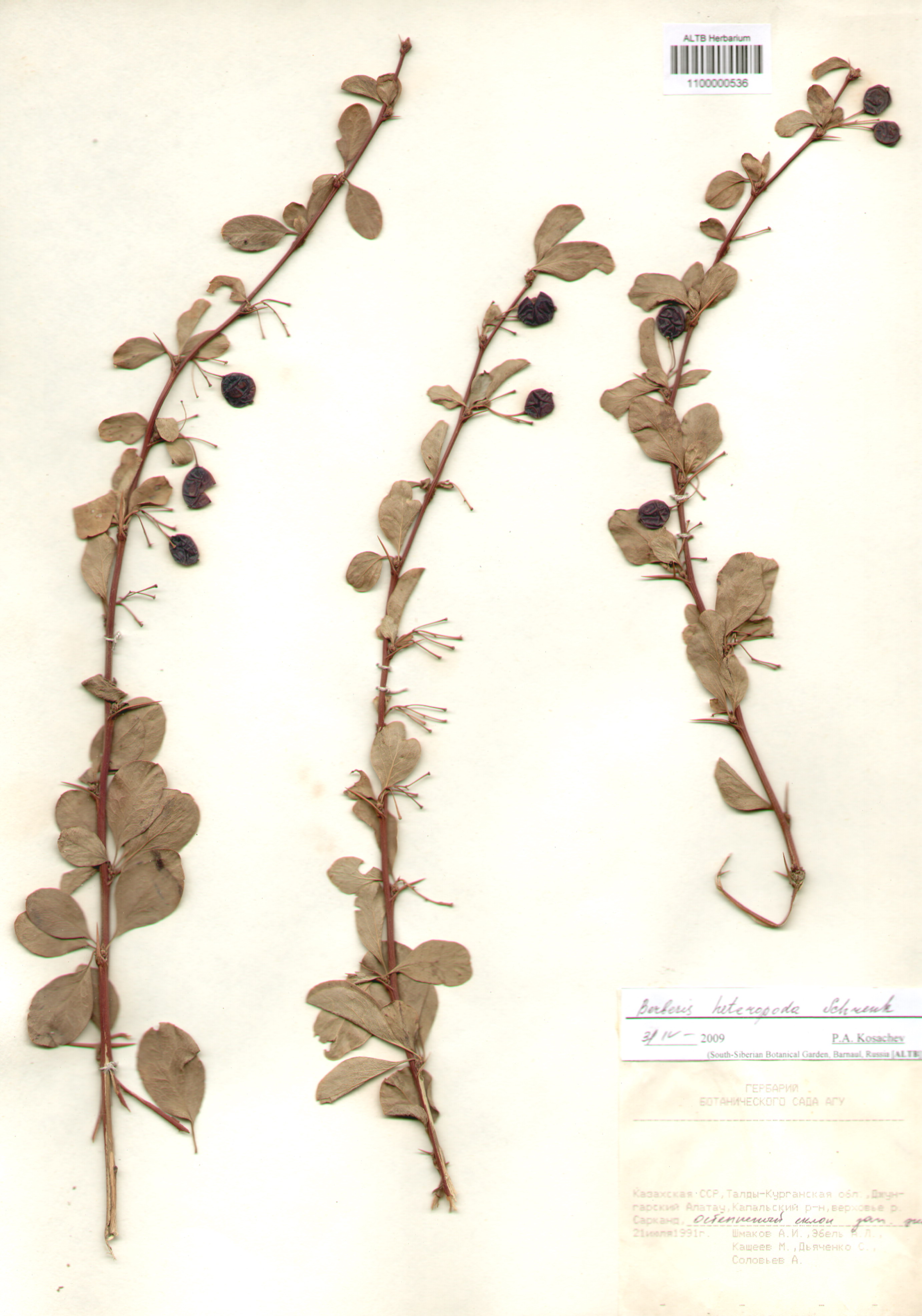 Berberidaceae,Berberis heteropoda Schrenk