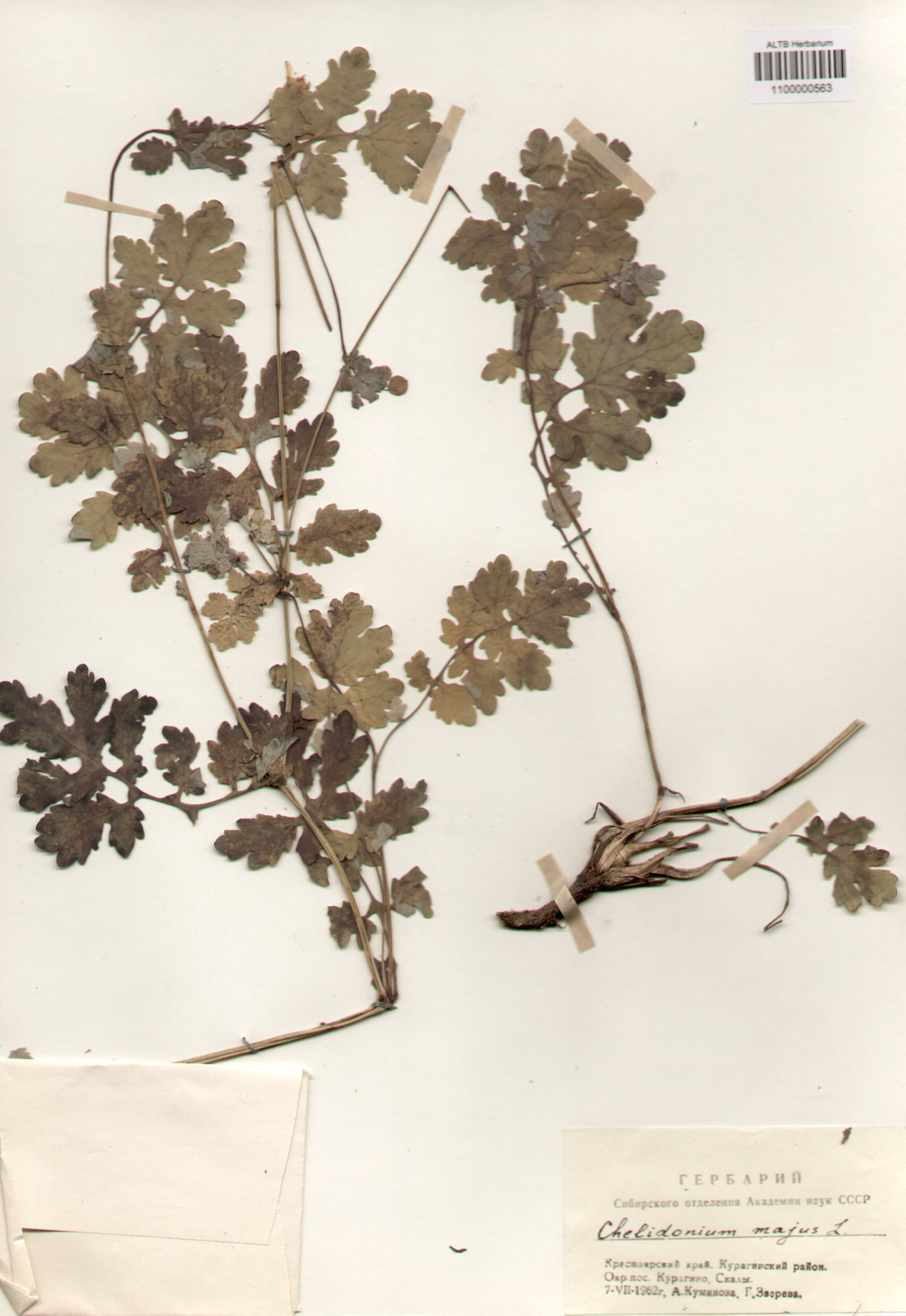 Papaveraceae,Chelidonium majus L.