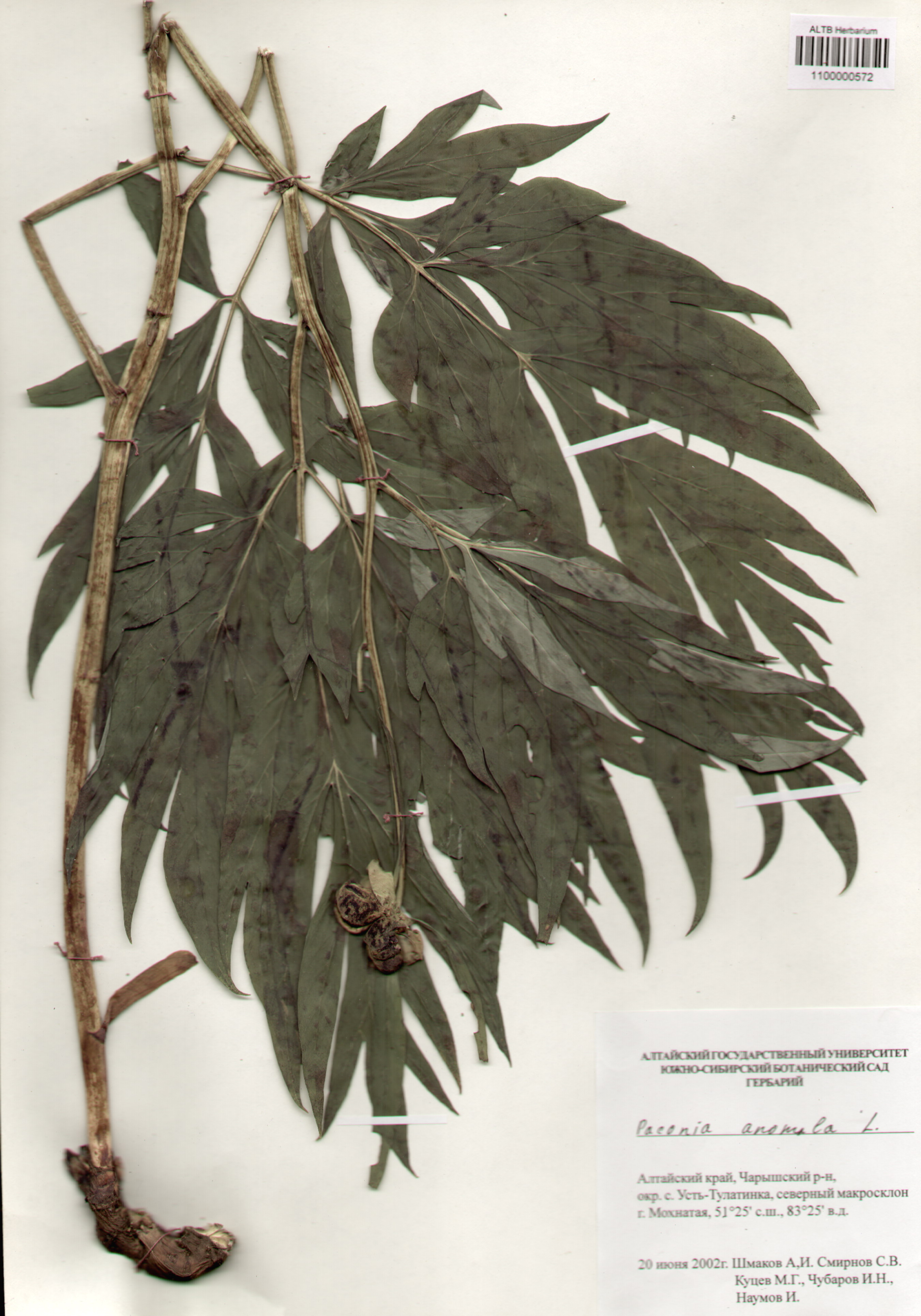 Paeoniaceae,Paeonia anomala L.