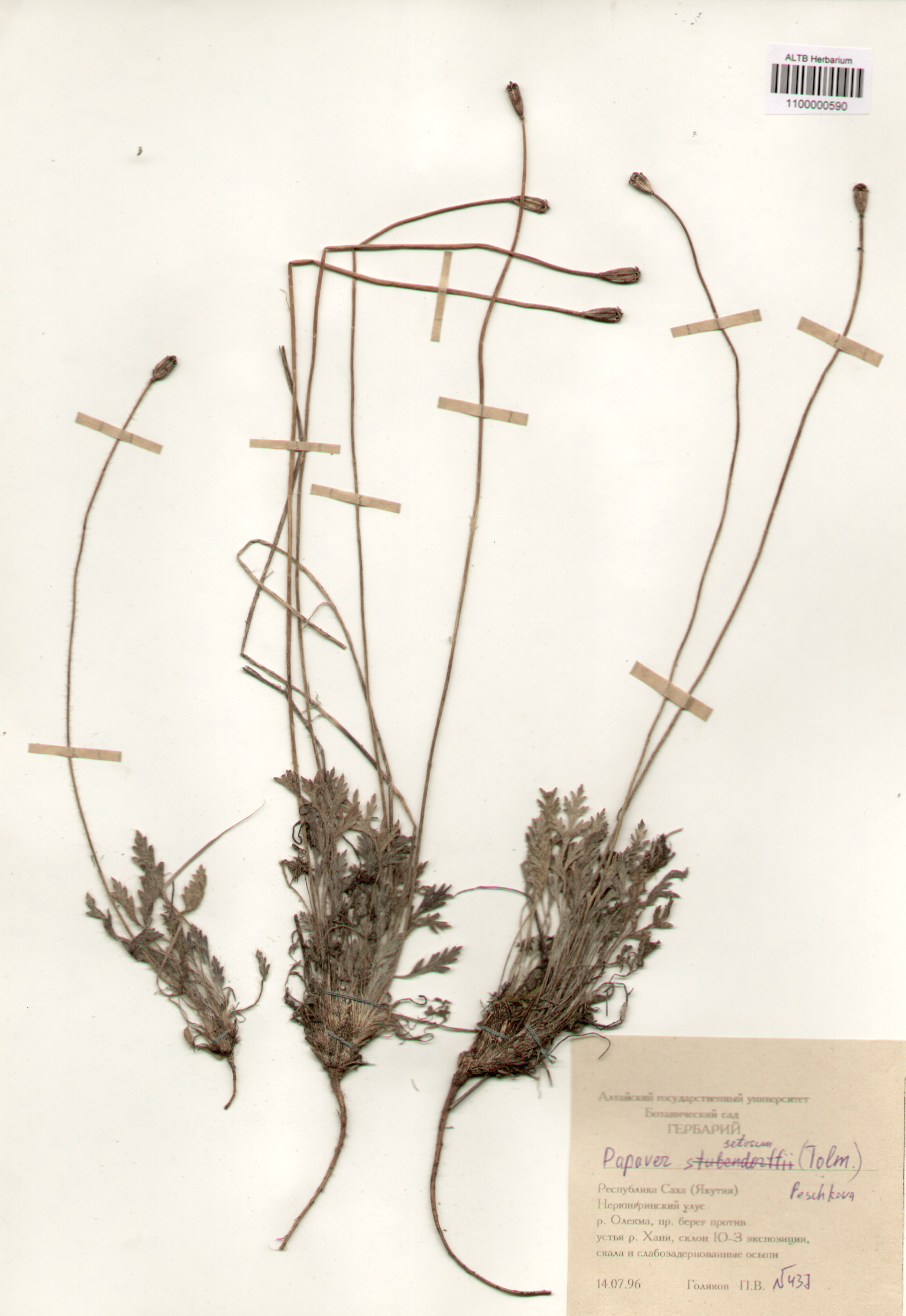 Papaveraceae,Papaver setosum (Tolm.) Peschkova