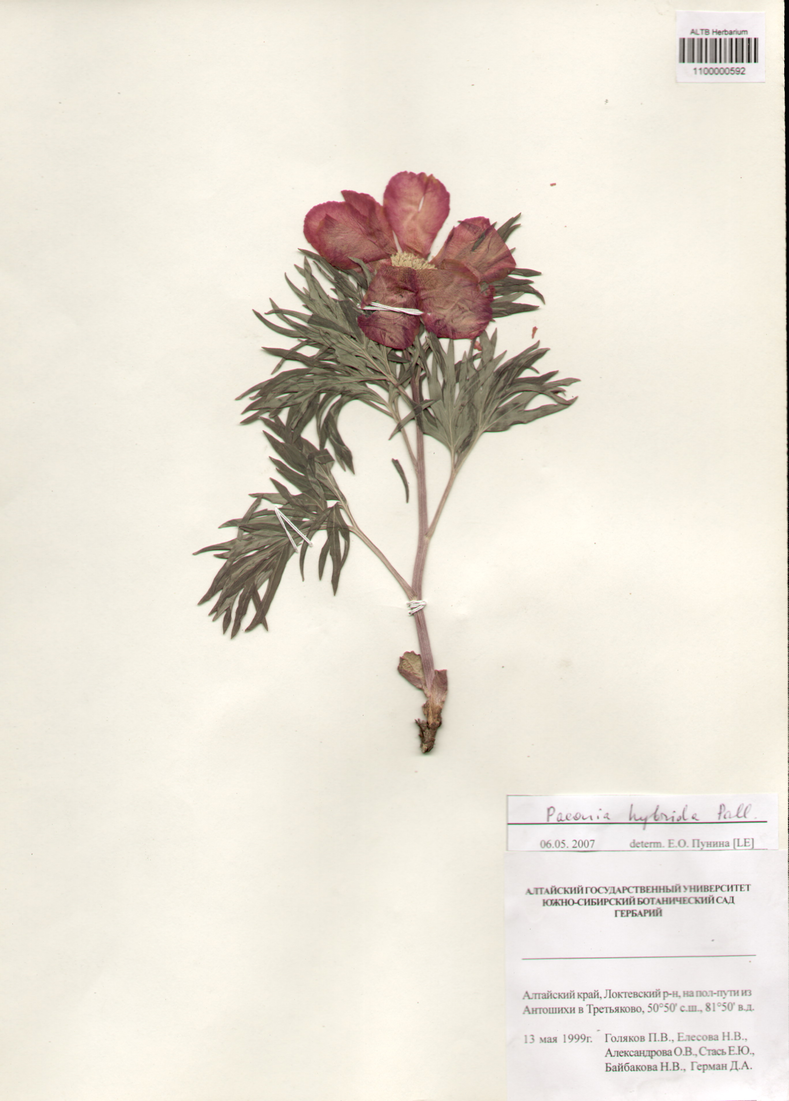 Paeoniaceae,Paeonia hybrida Pall.