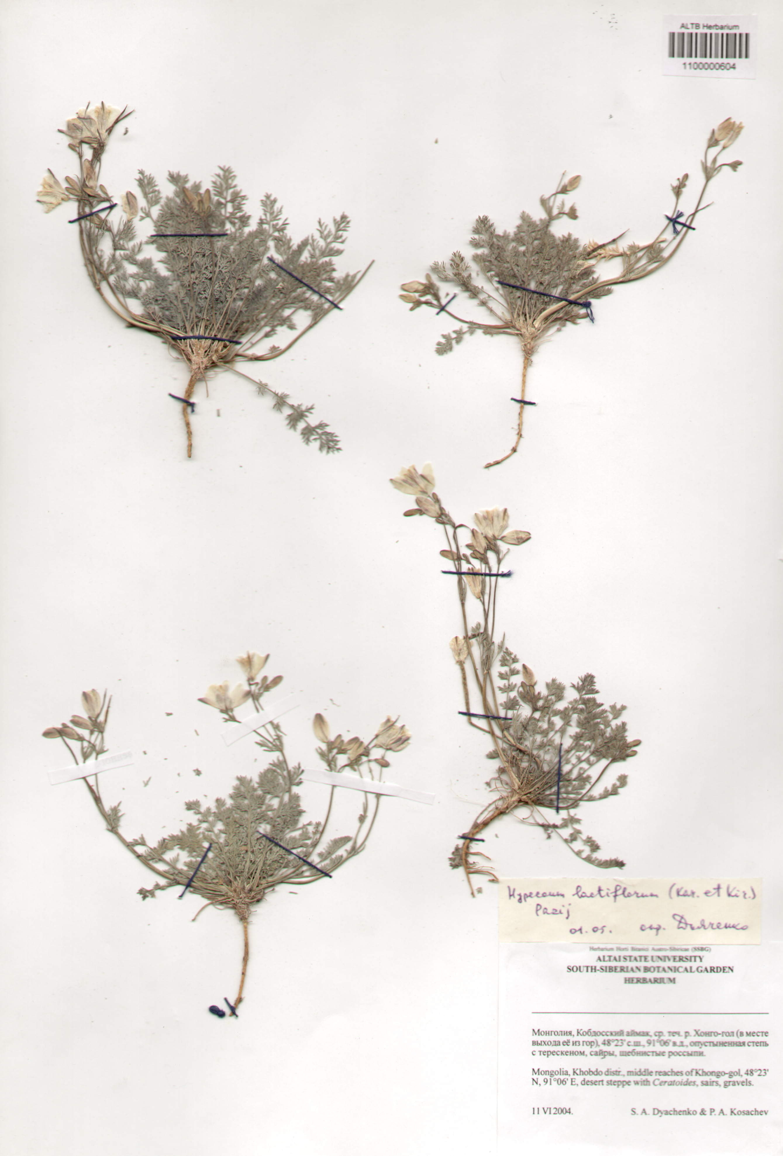 Hypocoaceae,Hypocoum lactiflorum (Kar. et Kir.) Pazij