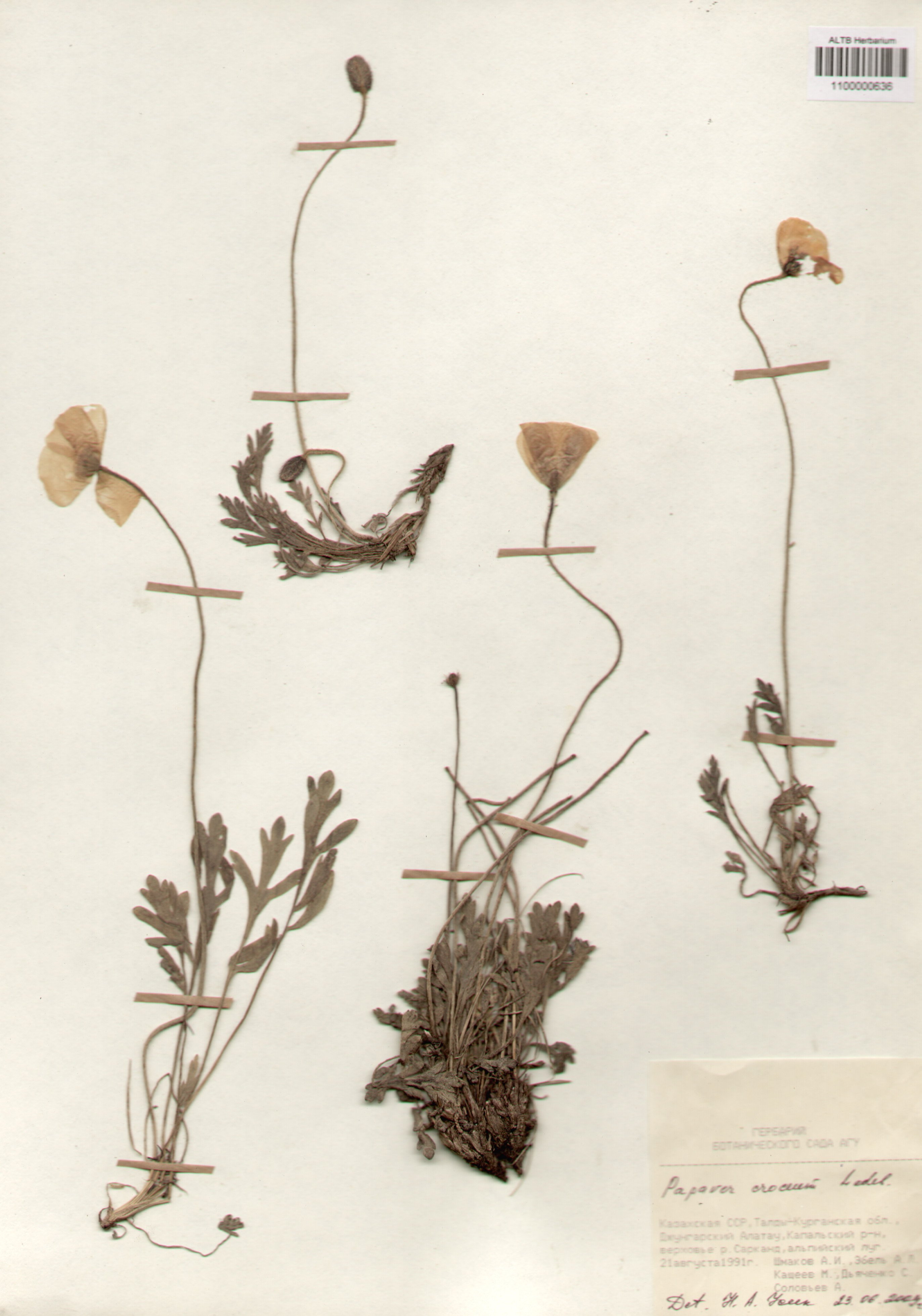 Papaveraceae,Papaver croceum Ledeb.