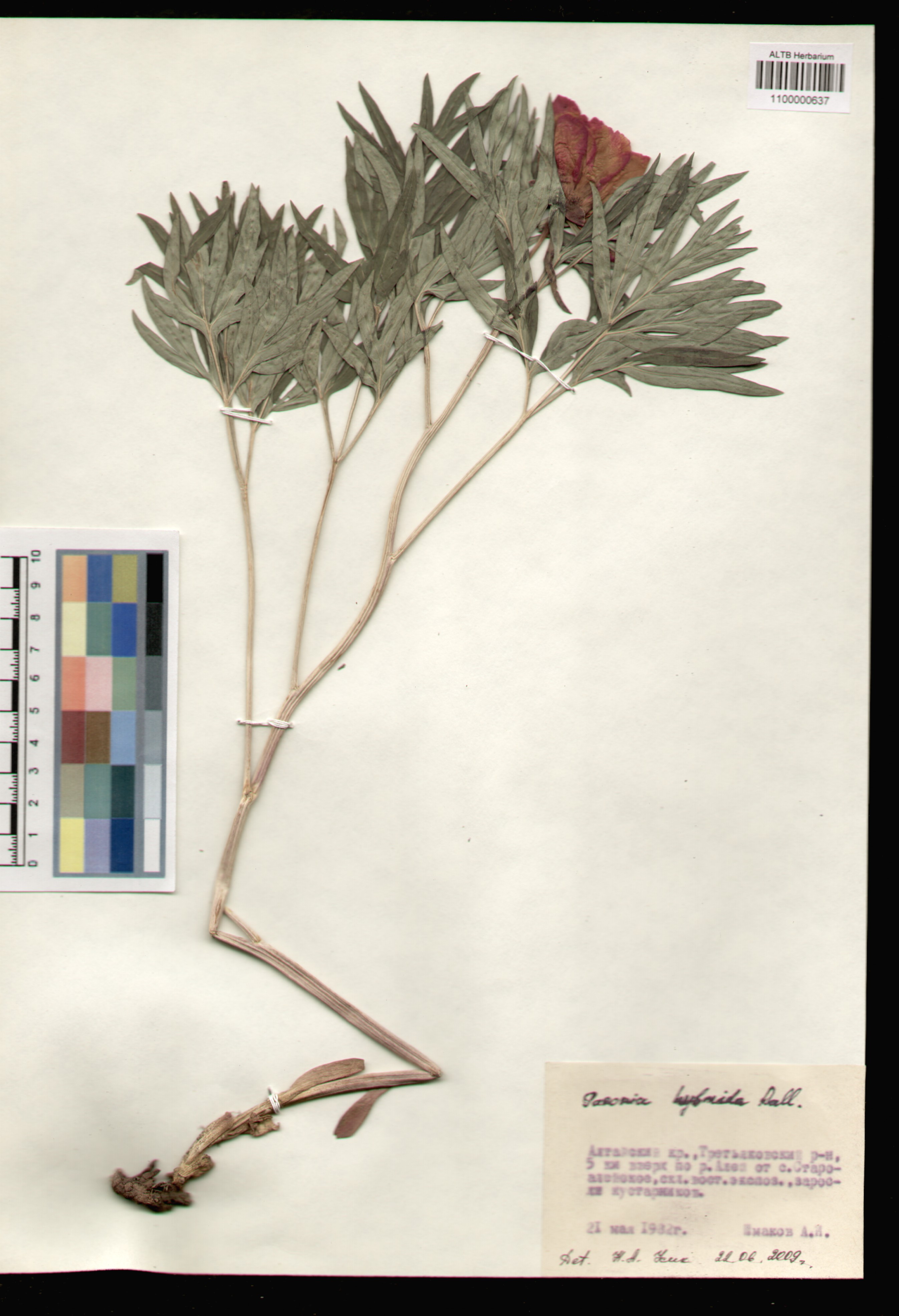 Paeoniaceae,Paeonia anomala L.