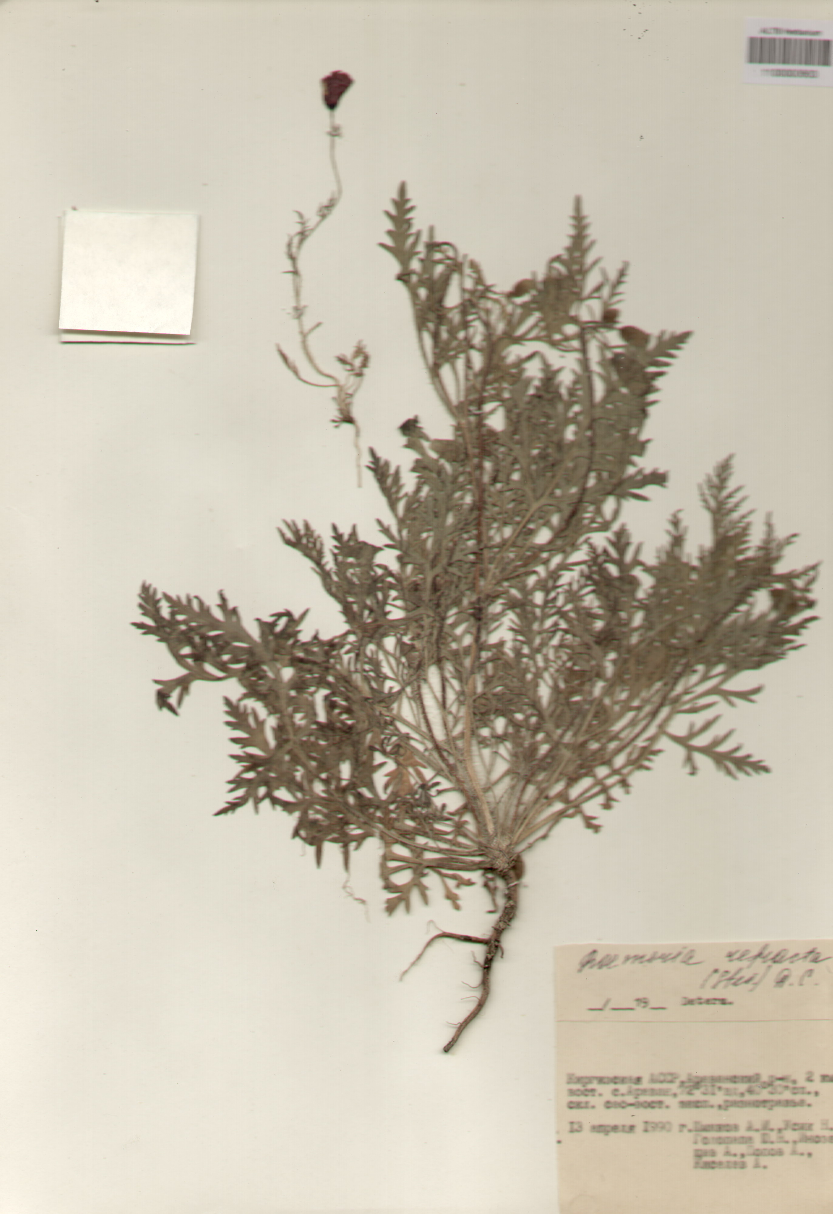 Papaveraceae,Roemeria refracta DC.