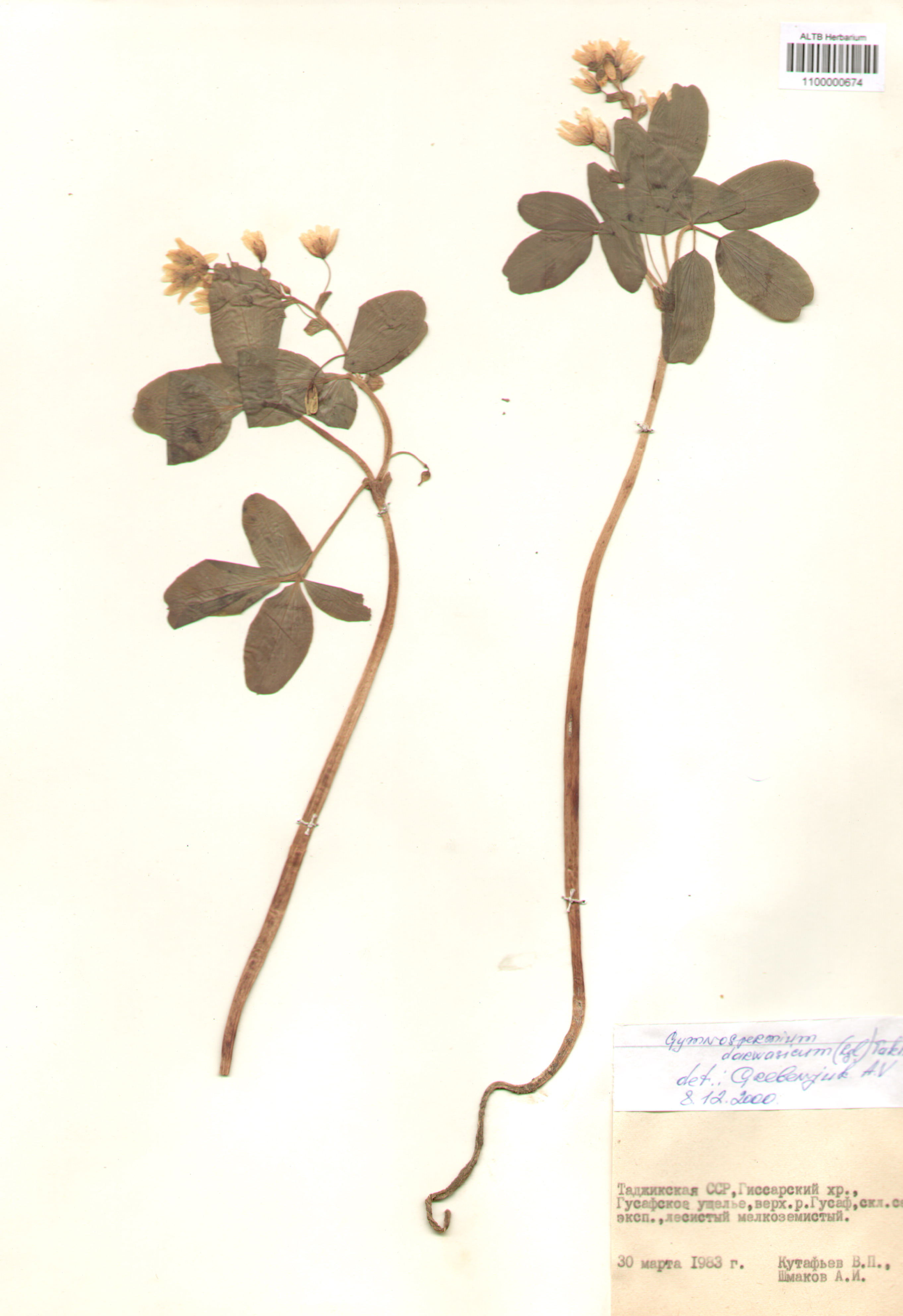 Berberidaceae,Gymnospermium darwasicum (Rgl.) Takht.
