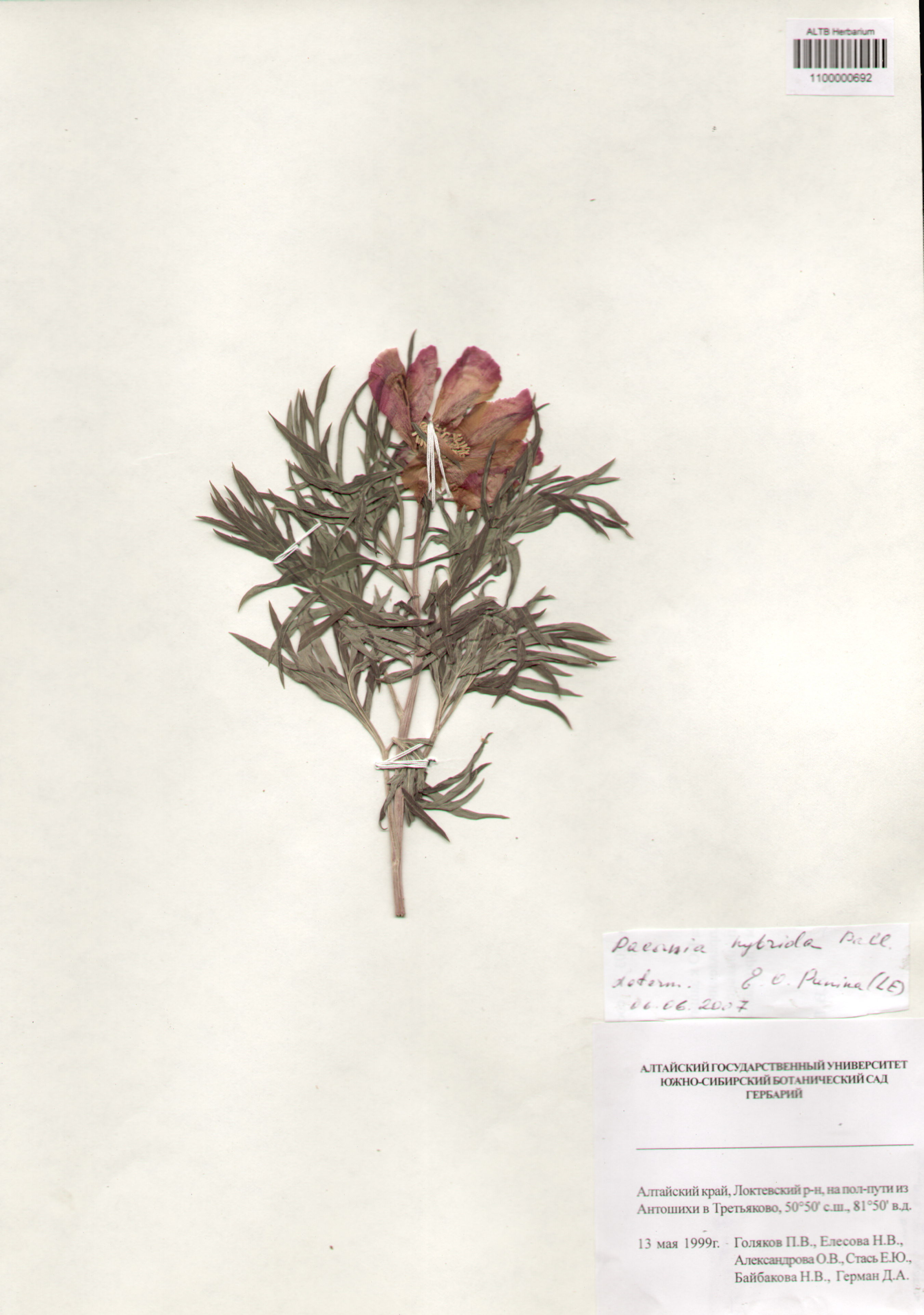 Paeoniaceae,Paeonia hybrida Pall.