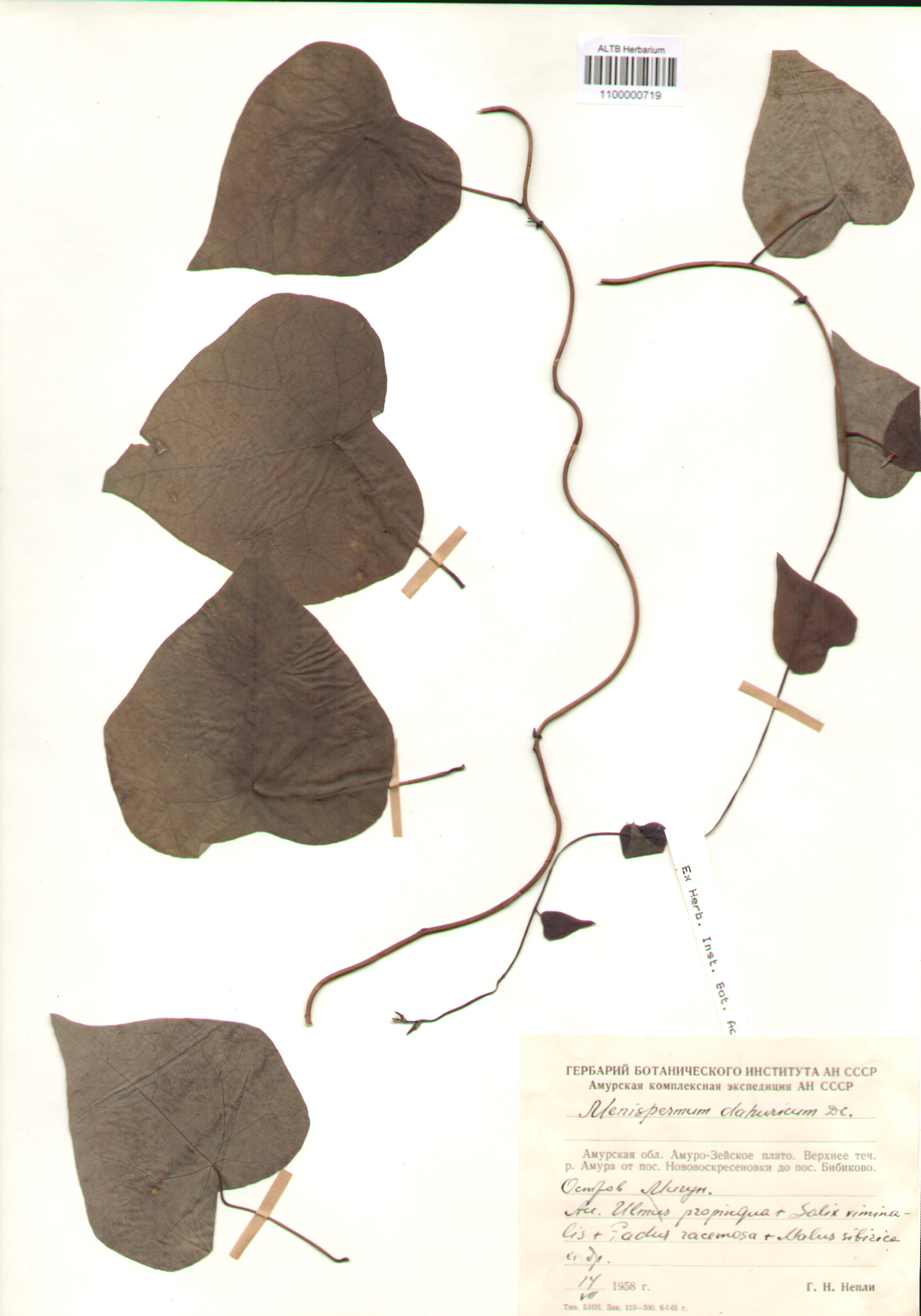 Menispermaceae,Menispermum dahuricum DC.