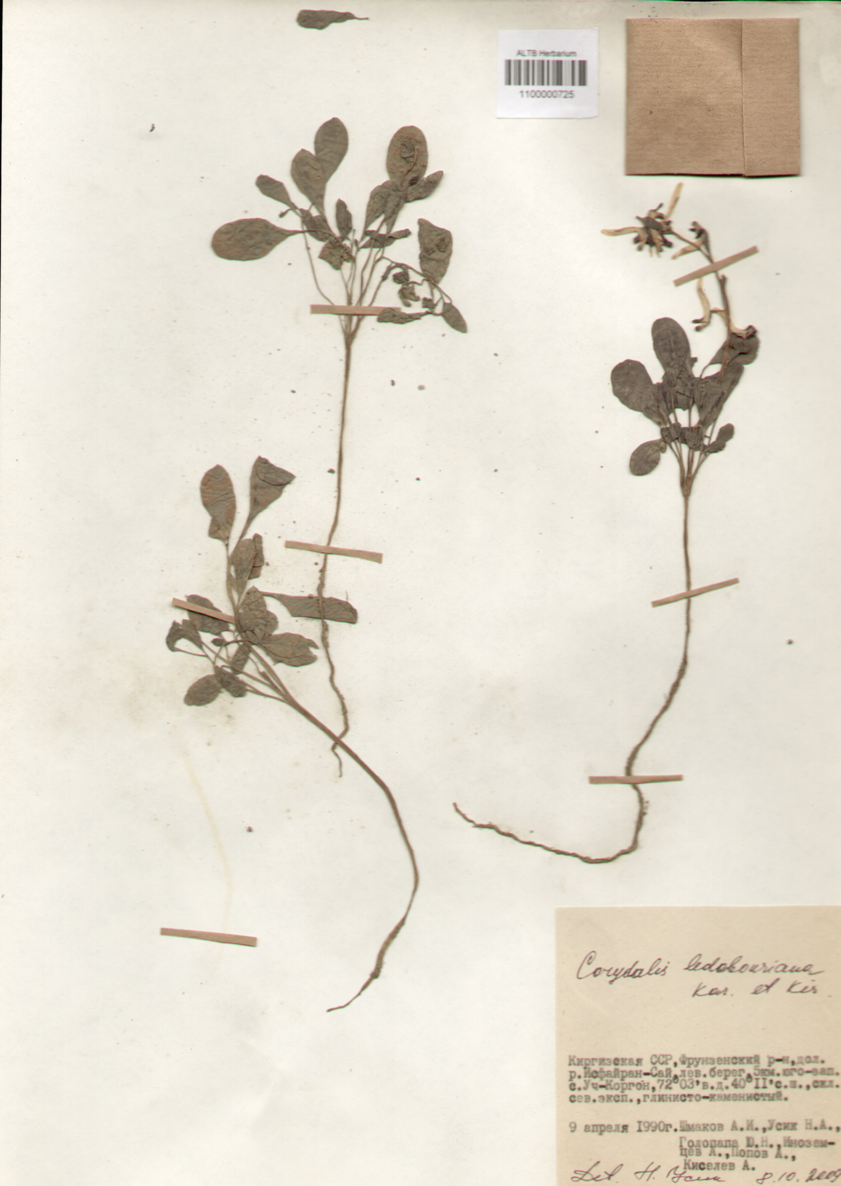 Fumariaceae,Corydalis ledebouriana Kar. et Kir.