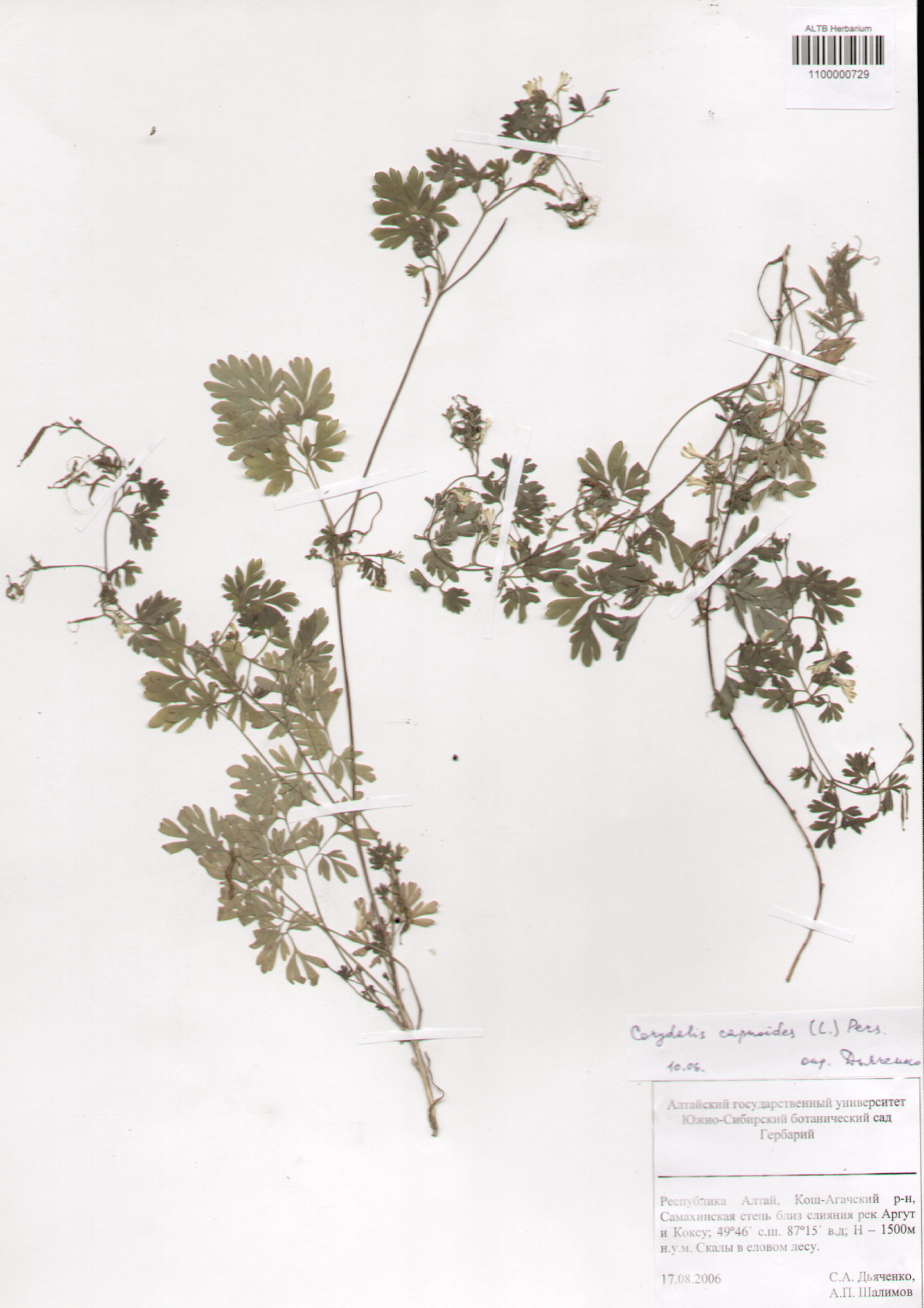Fumariaceae,Corydalis capnoides (L.) Pers.