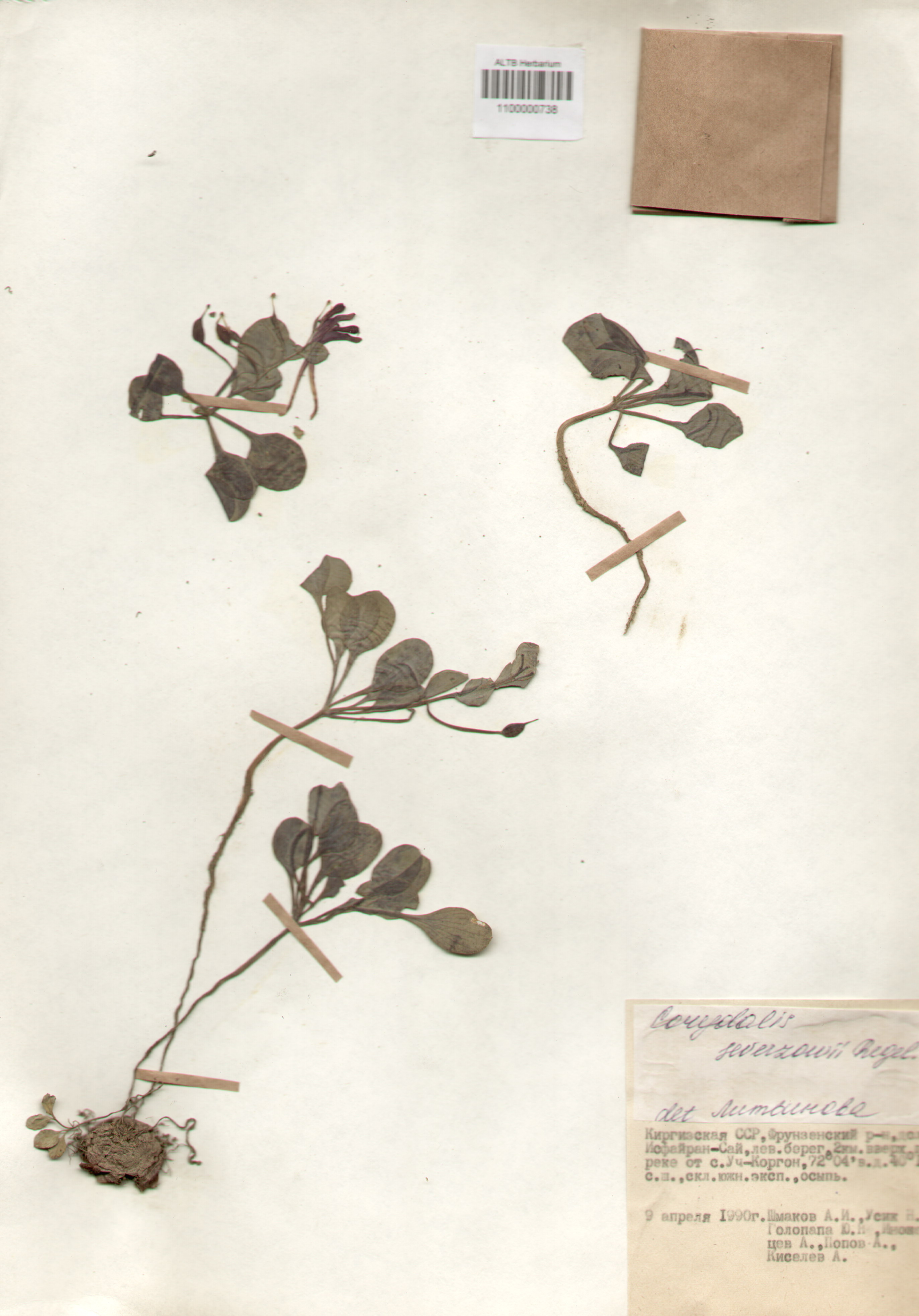 Fumariaceae,Corydalis sewerzowii Regel.