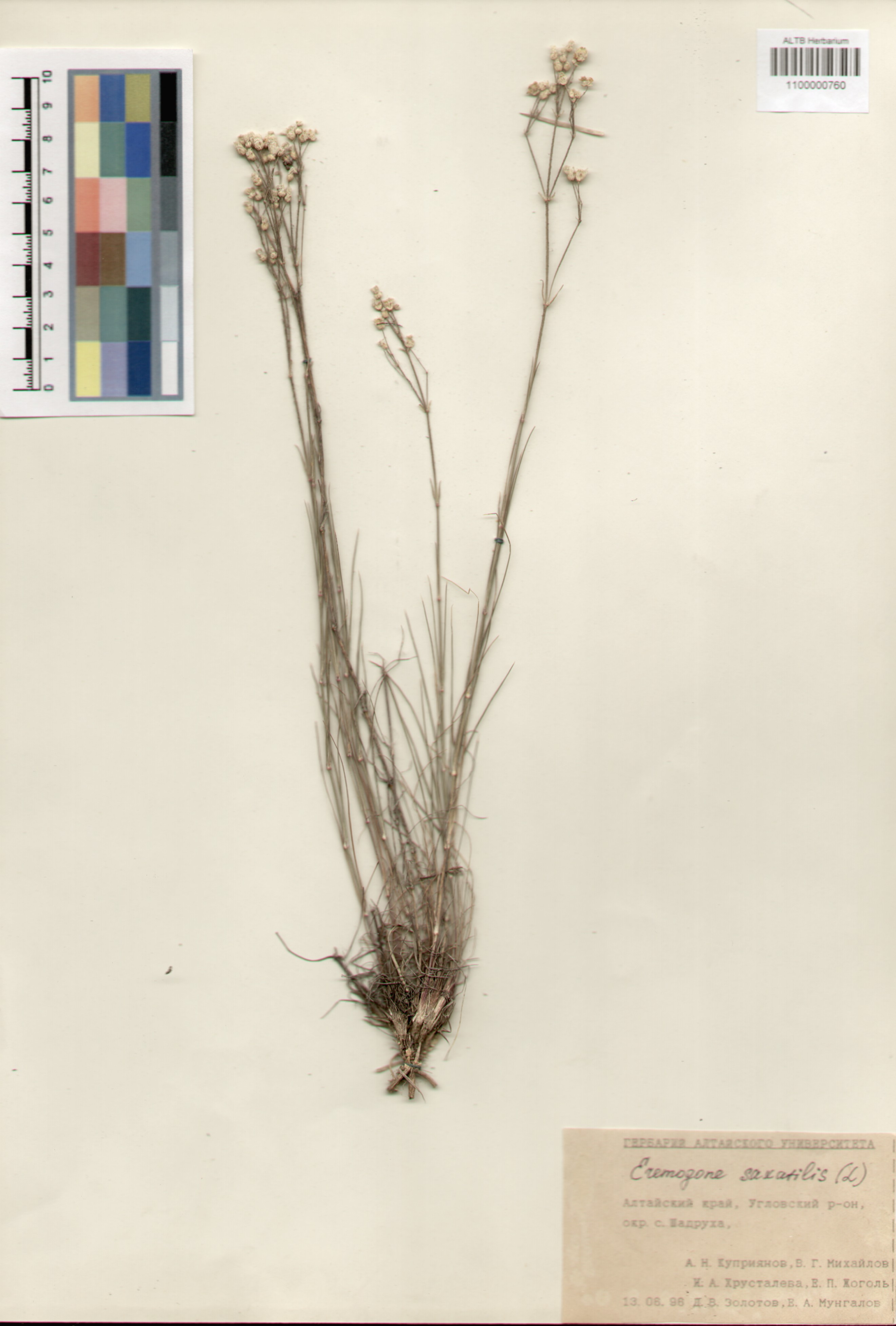 Caryophyllaceae,Arenaria saxatilis L. Caryophyllaceae,Arenaria saxatilis L.