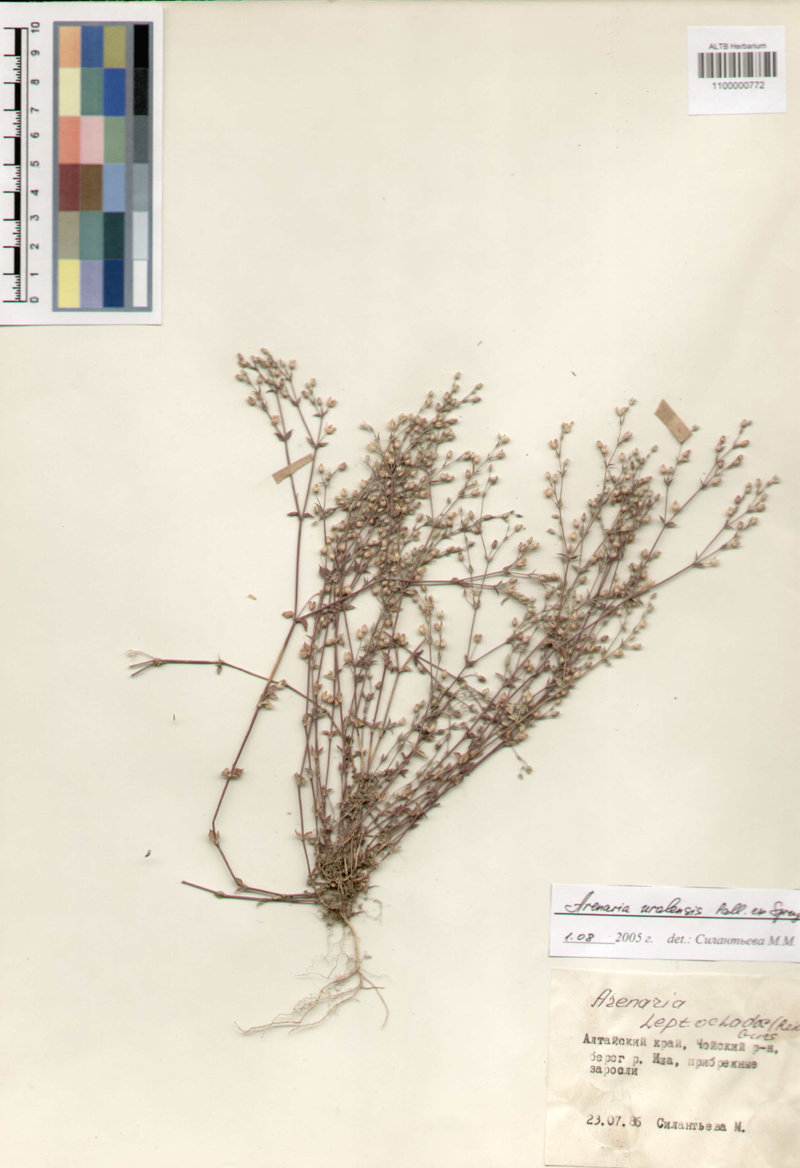 Caryophyllaceae,Arenaria serpyllifolia L.