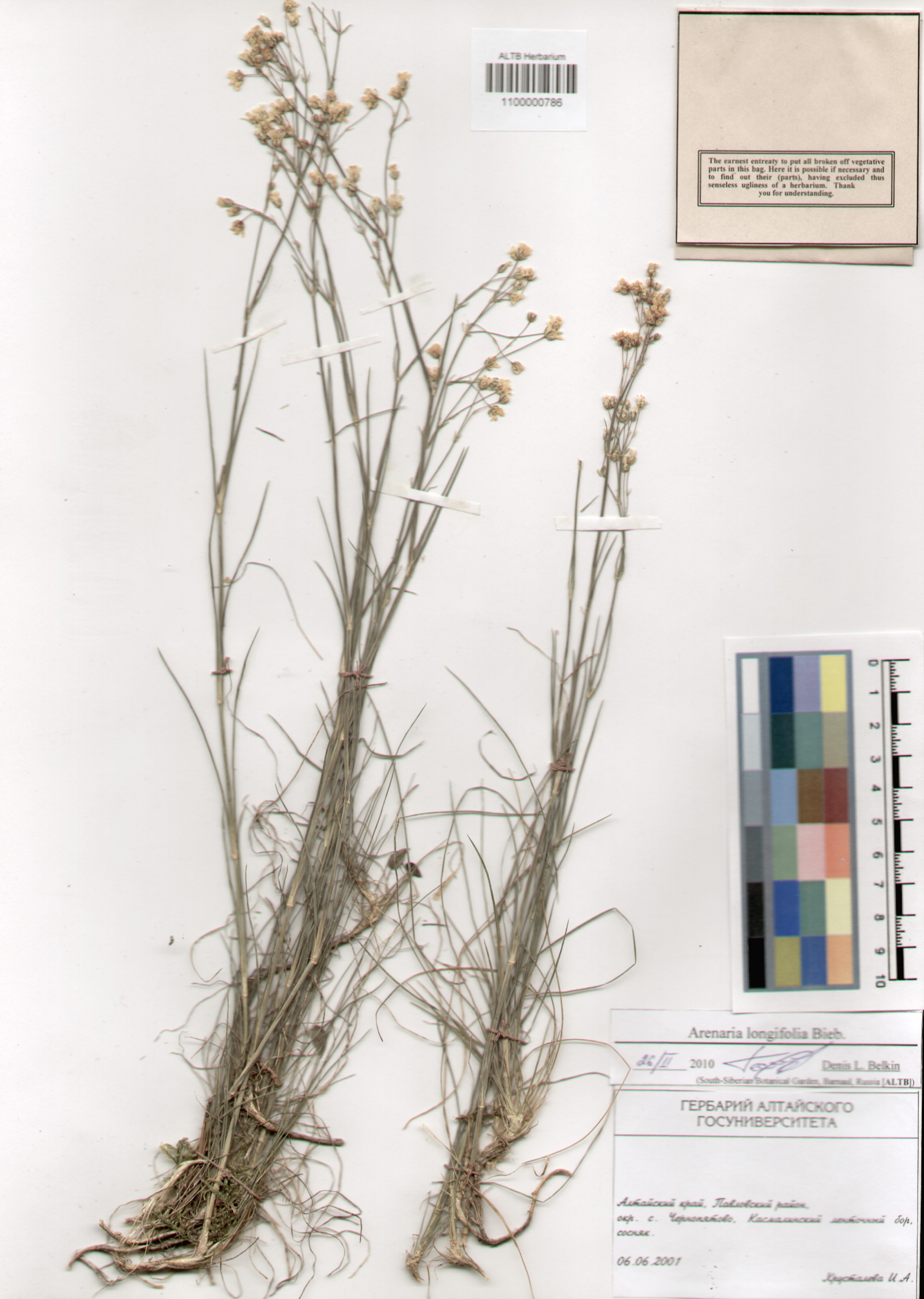 Caryophyllaceae,Arenaria longifolia Bieb.