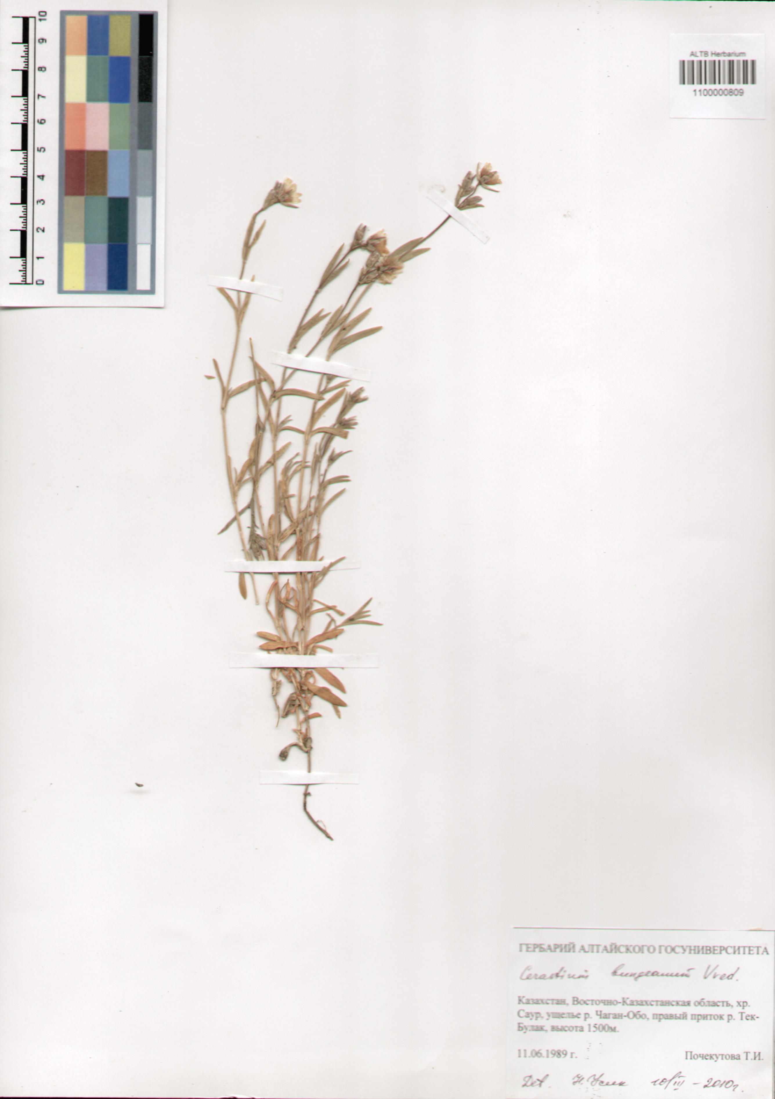 Caryophyllaceae,Cerastium bungeanum Vved.