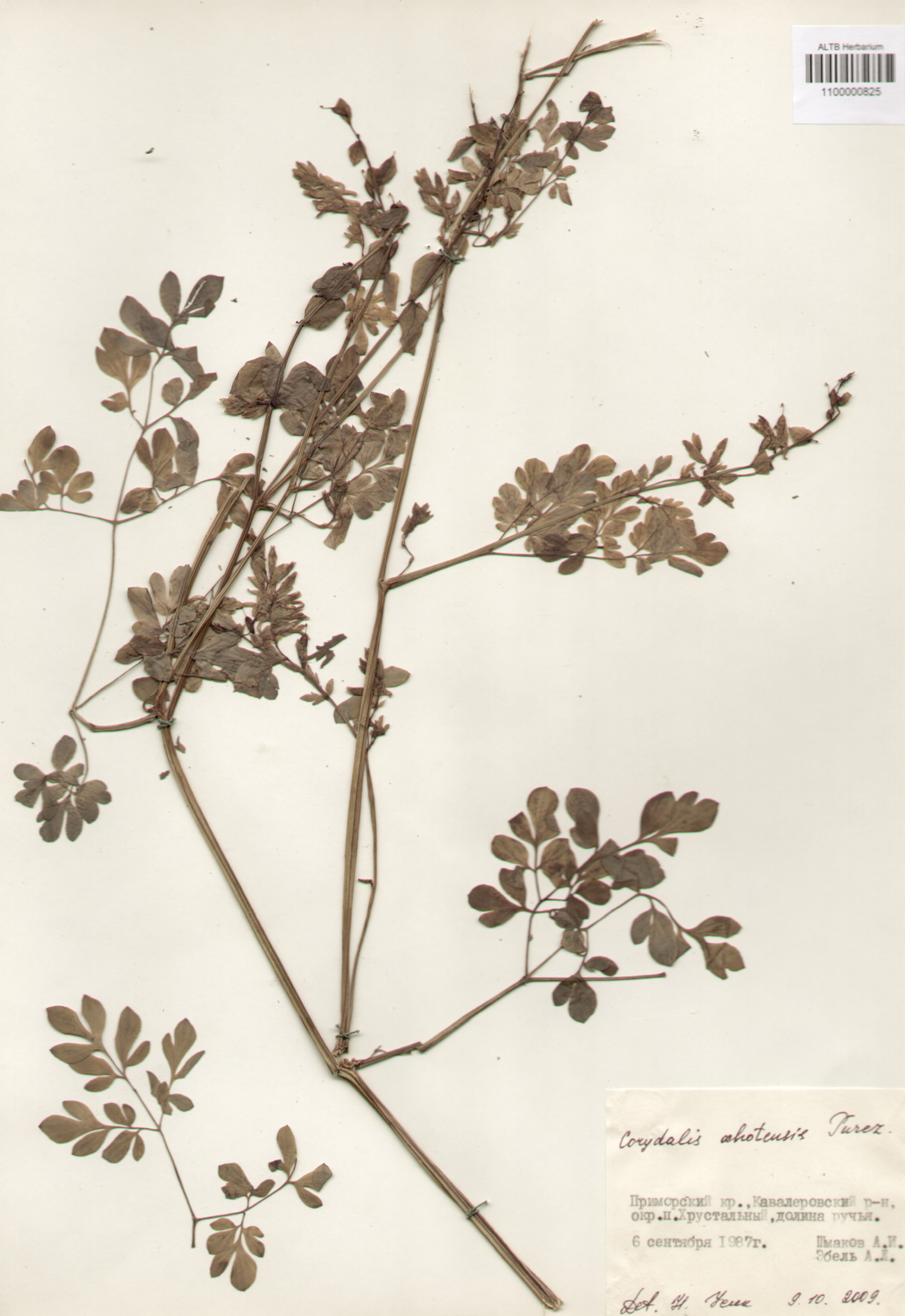 Fumariaceae,Corydalis ochotensis Turcz.