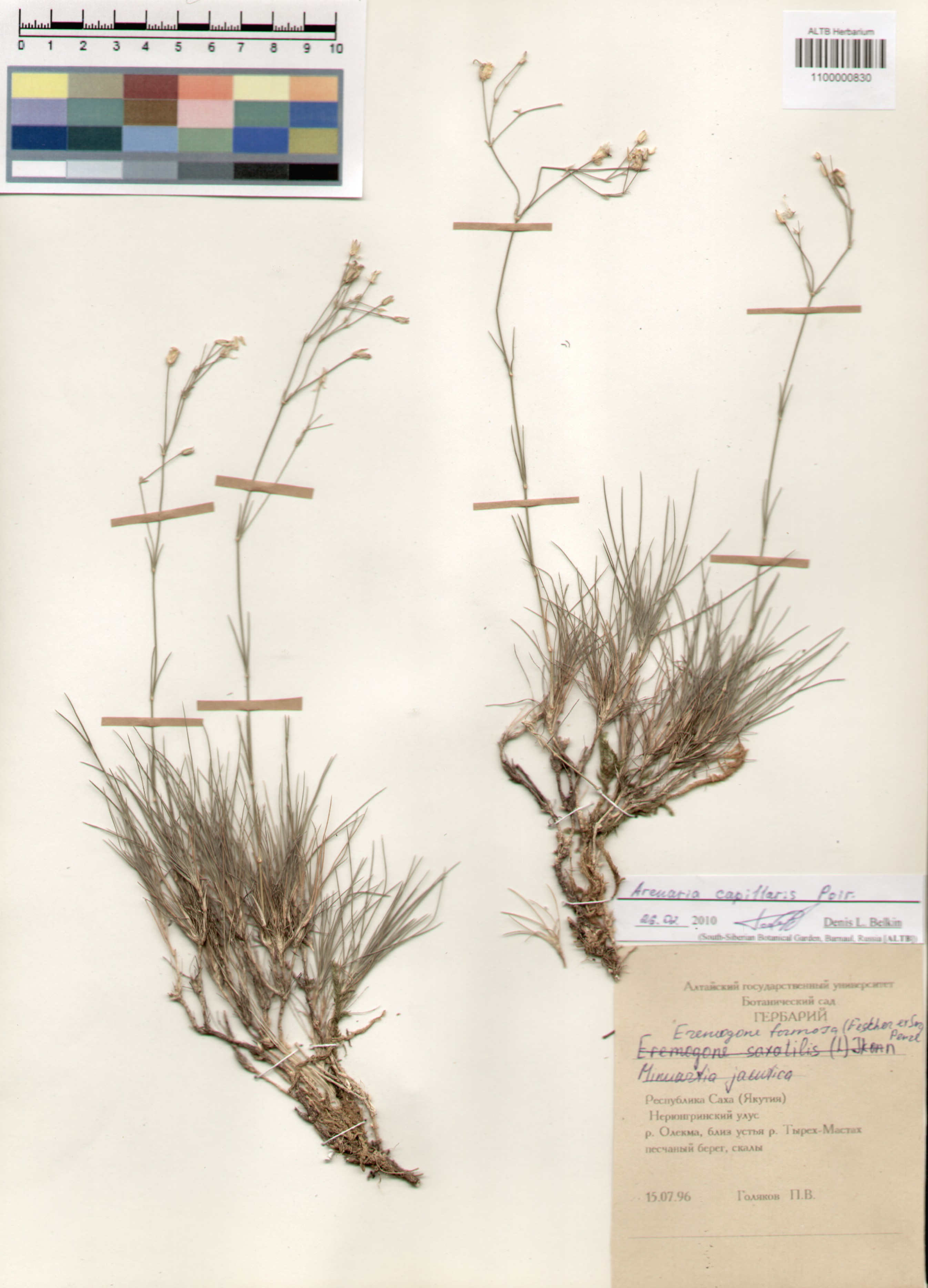 Caryophyllaceae,Arenaria capillaris Poir.