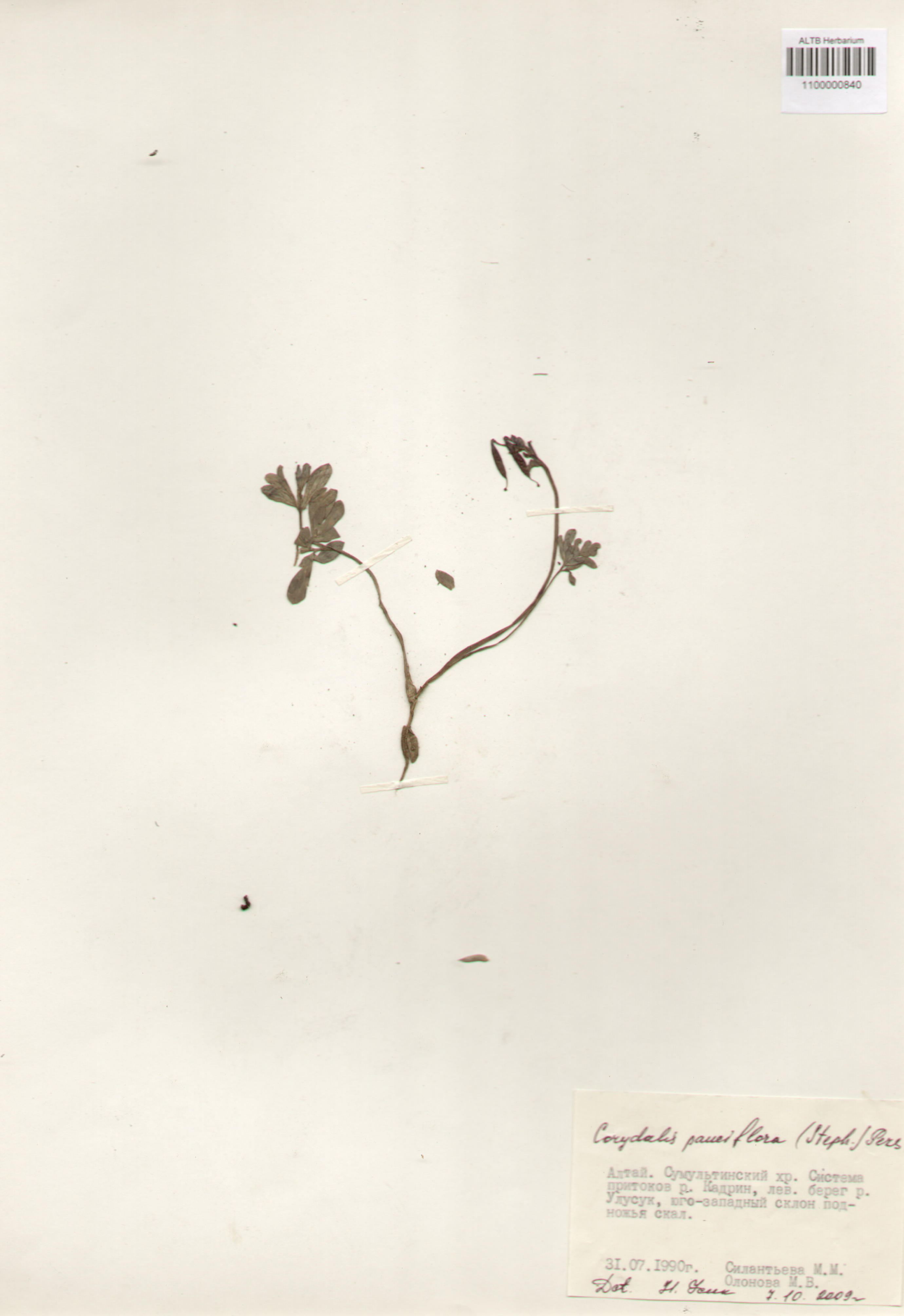 Fumariaceae,Corydalis pauciflora (Steph.) Pers.