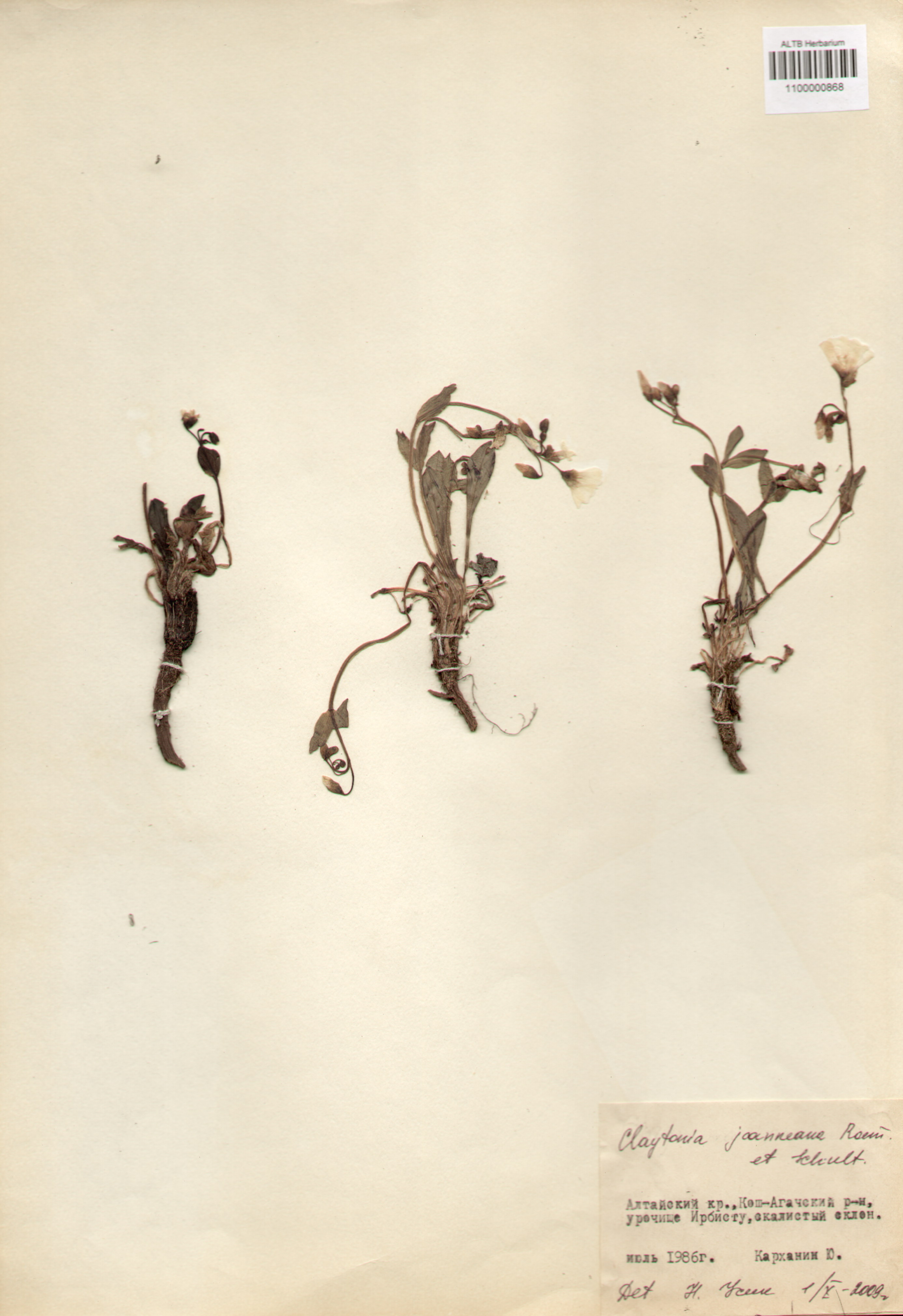 Portulacaceae,Claytonia joanneana Roem. et Schult.