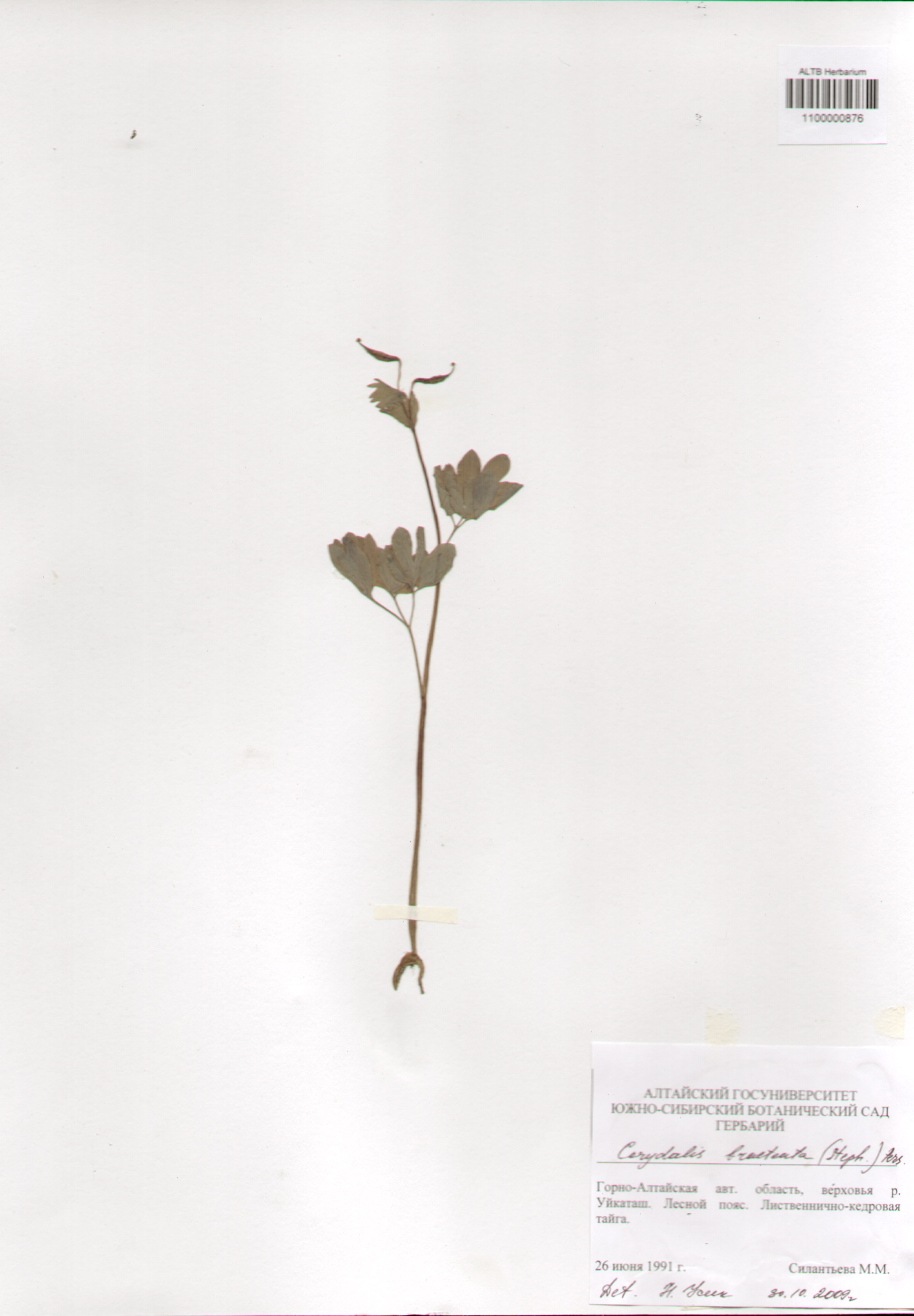 Fumariaceae,Corydalis bracteata (Steph.) Pers.