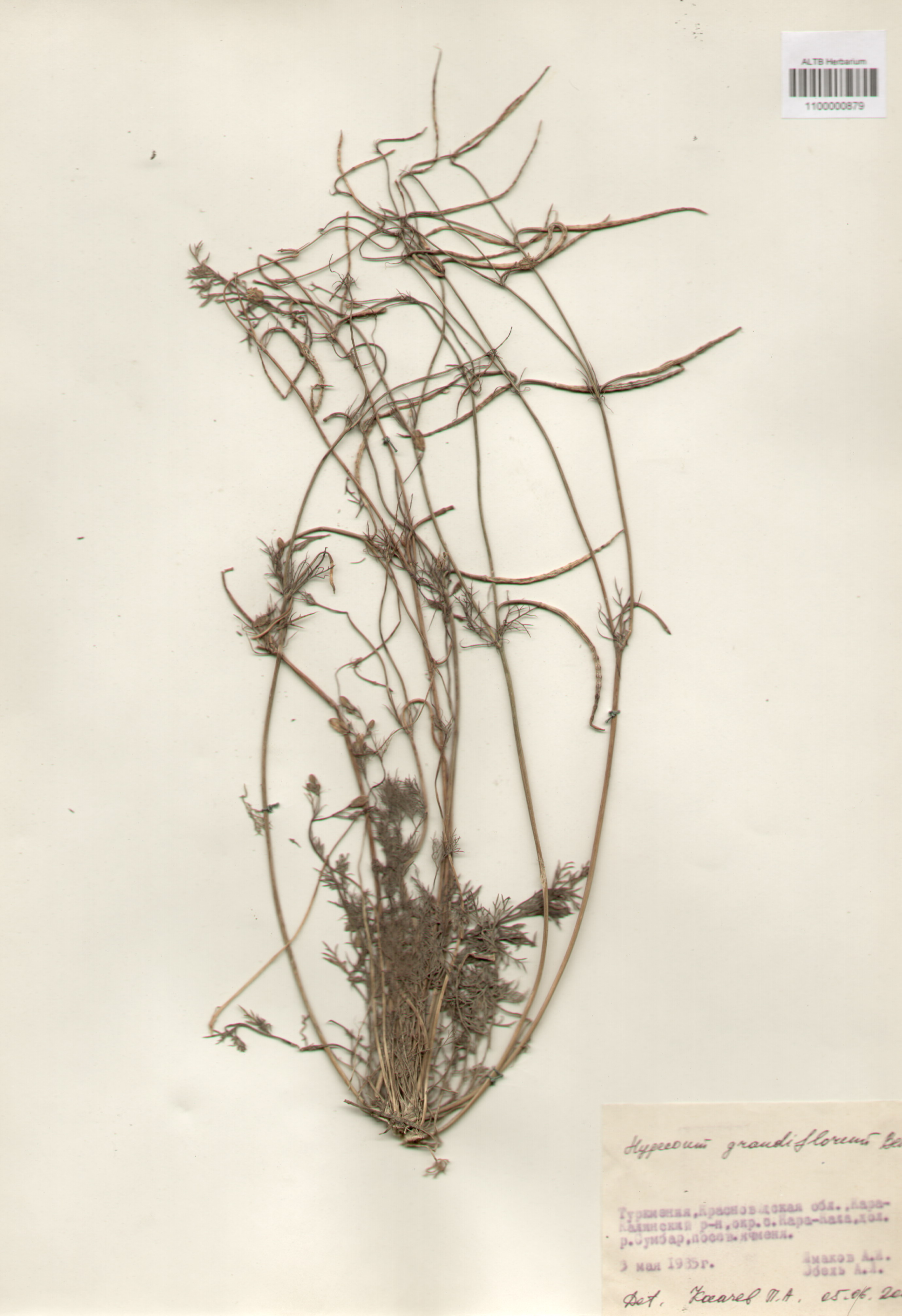 Hypocoaceae,Hypocoum grandiflorum Benth.