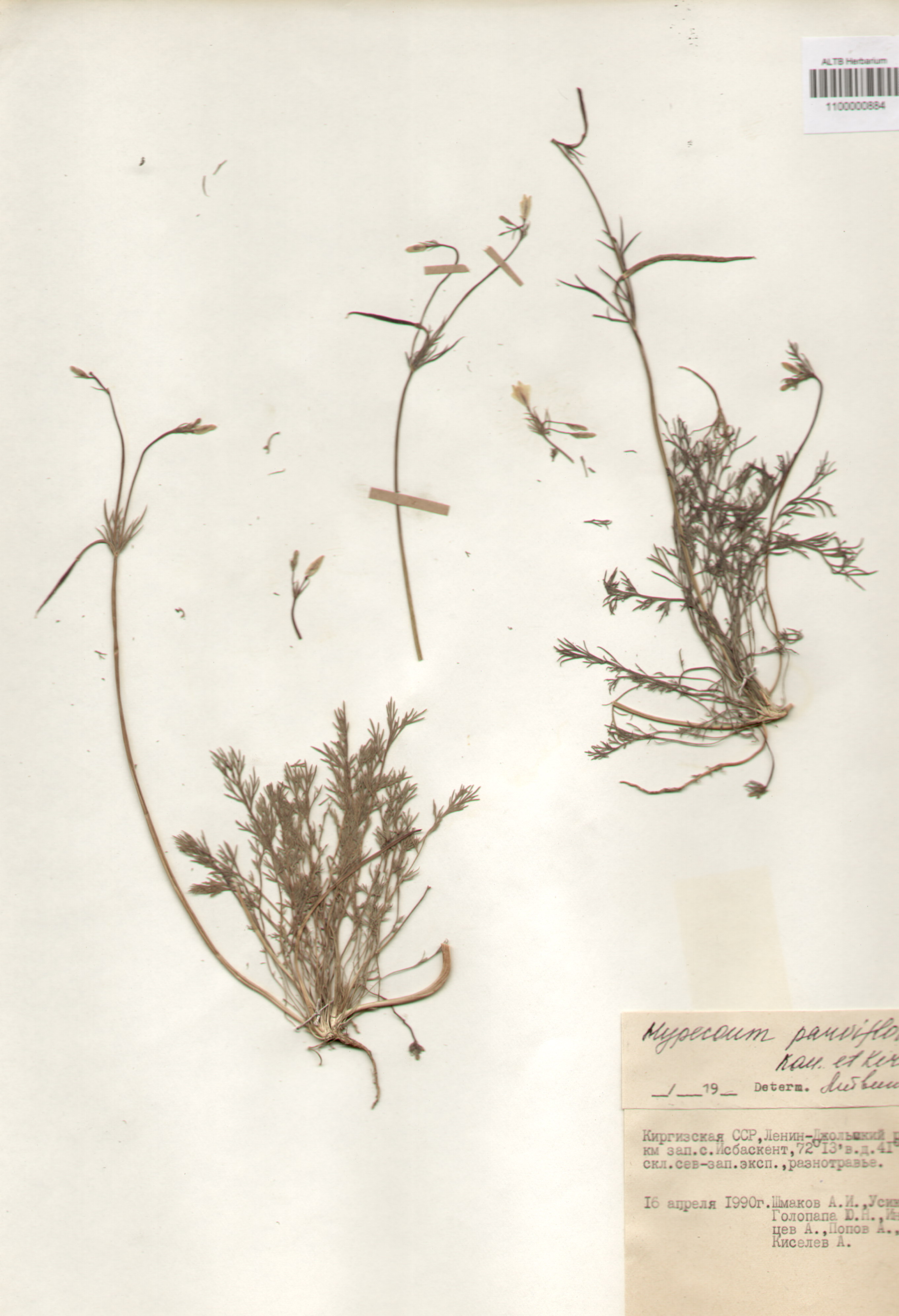 Hypocoaceae,Hypocoum parviflorum Kar. et Kir.