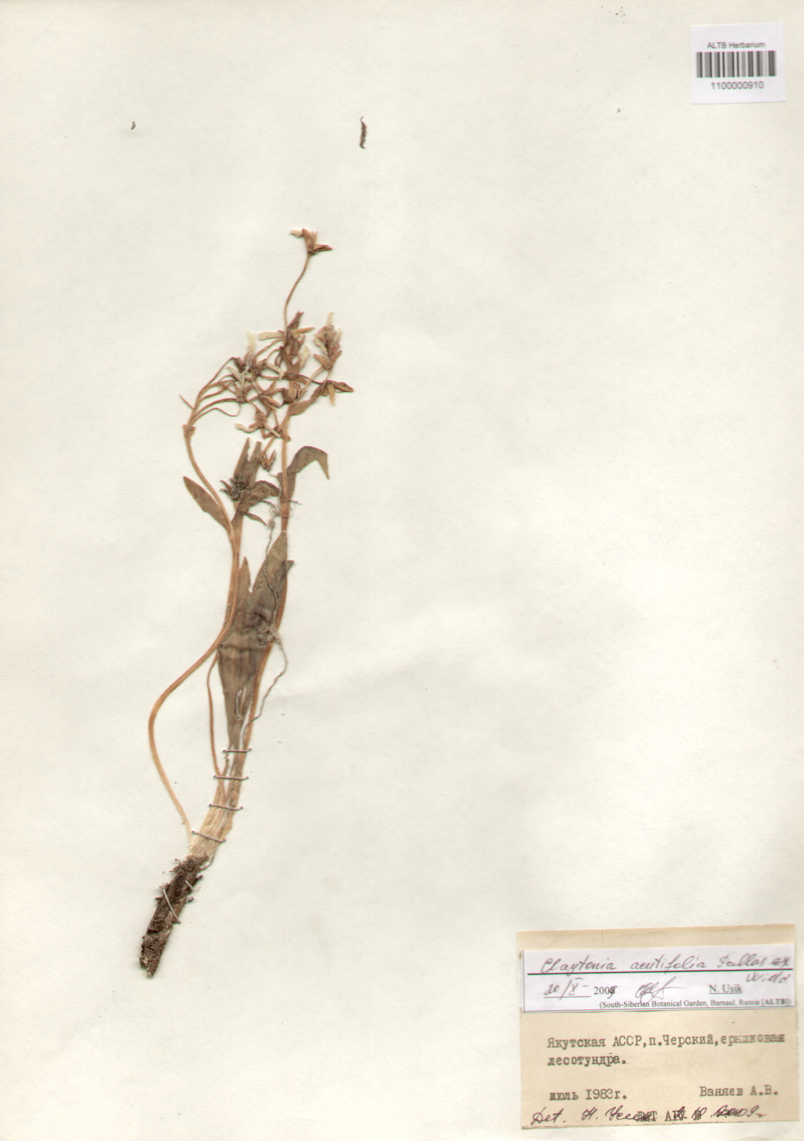 Portulacaceae,Claytonia arctica Adams
