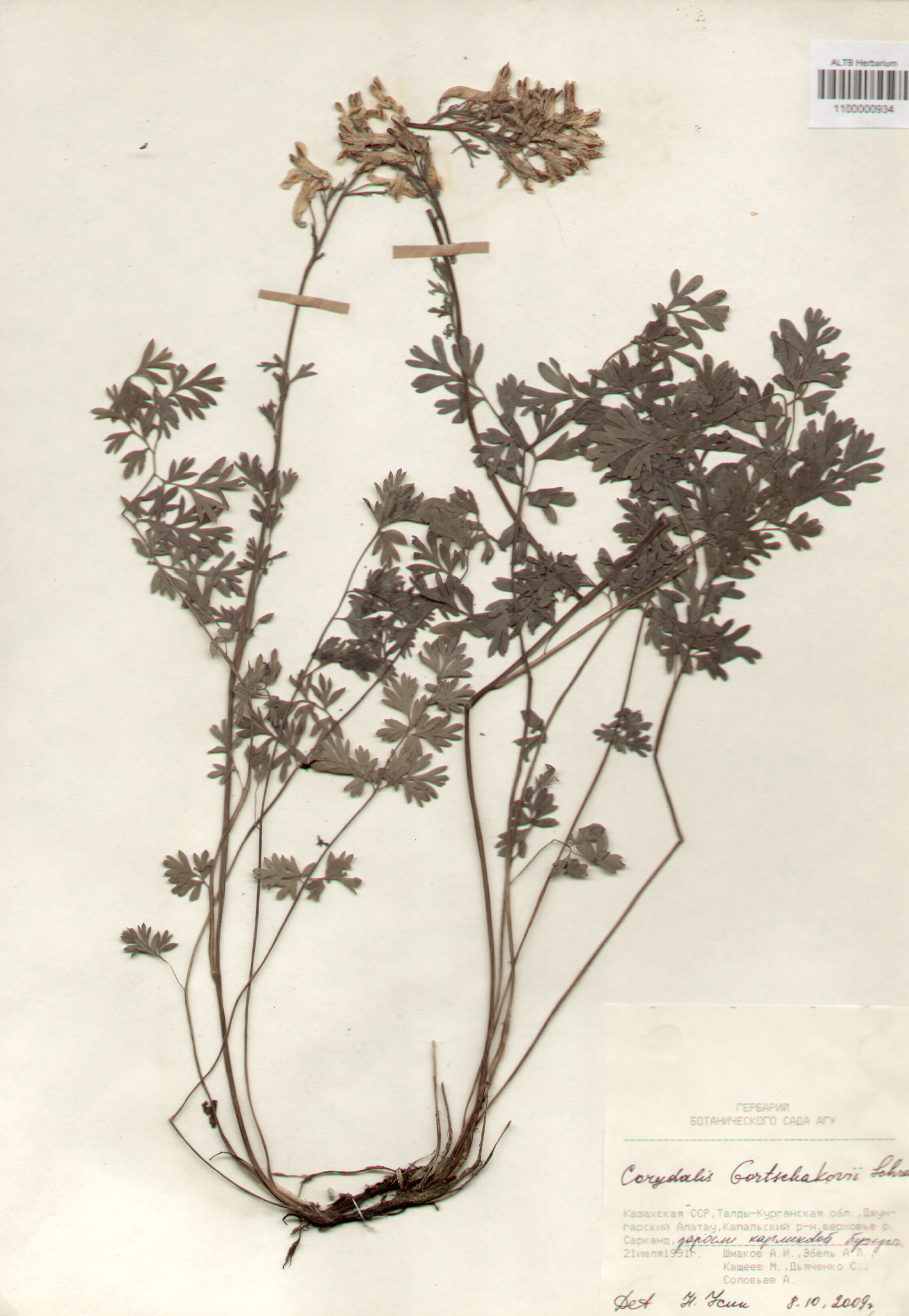 Fumariaceae,Corydalis Gortschakovii Schrenk.