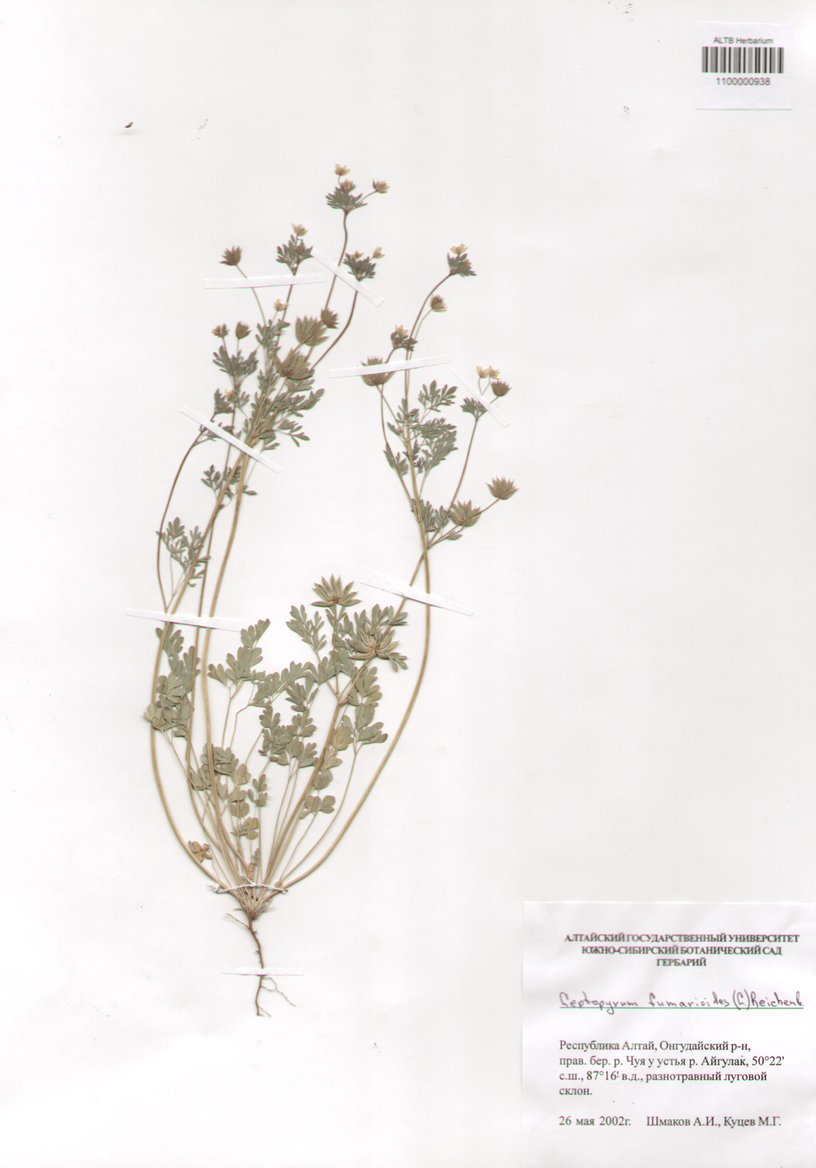 Fumariaceae,Leptopyrum fumarioides (L.) Reichenb.