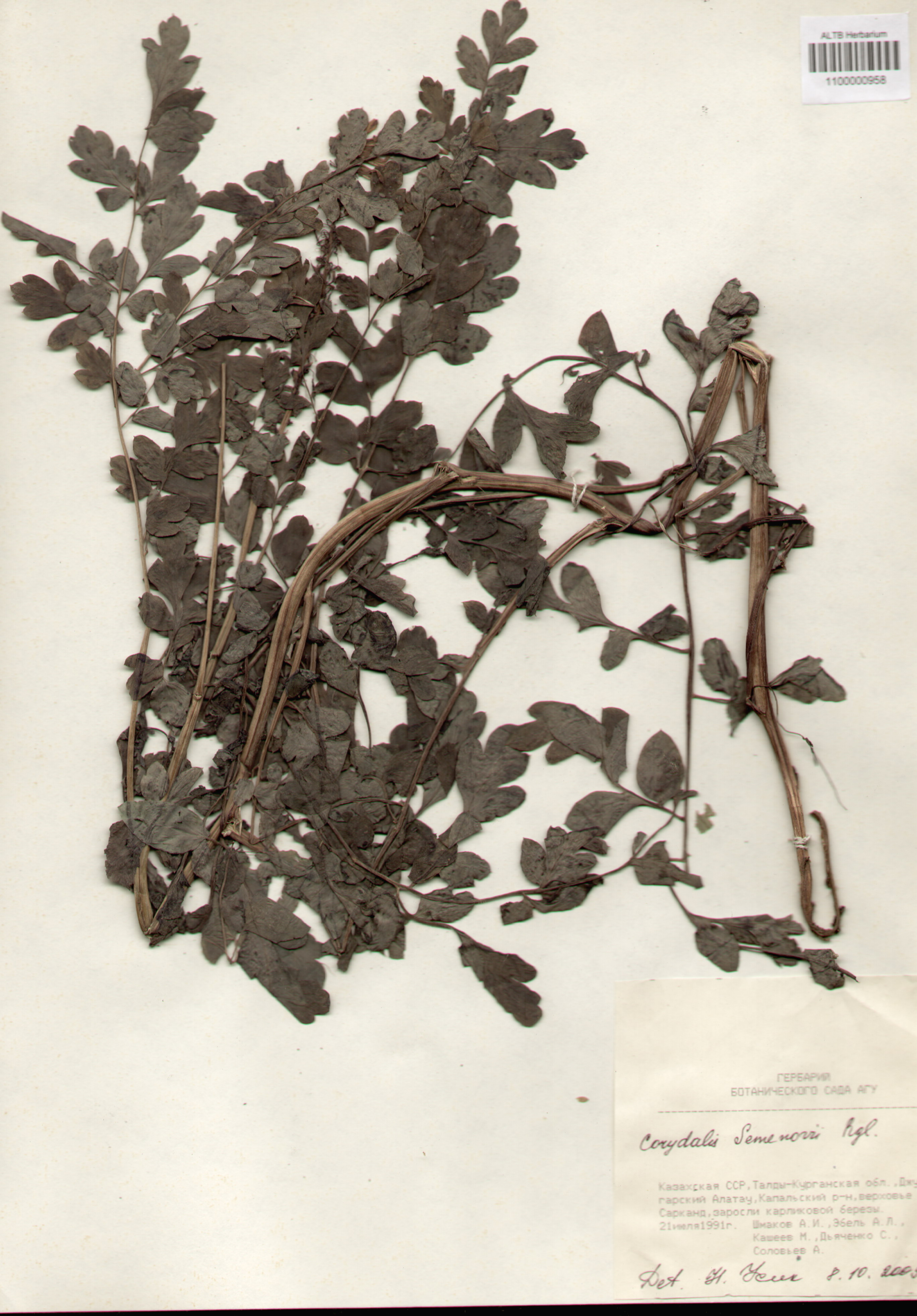 Fumariaceae,Corydalis Semenovii Regel
