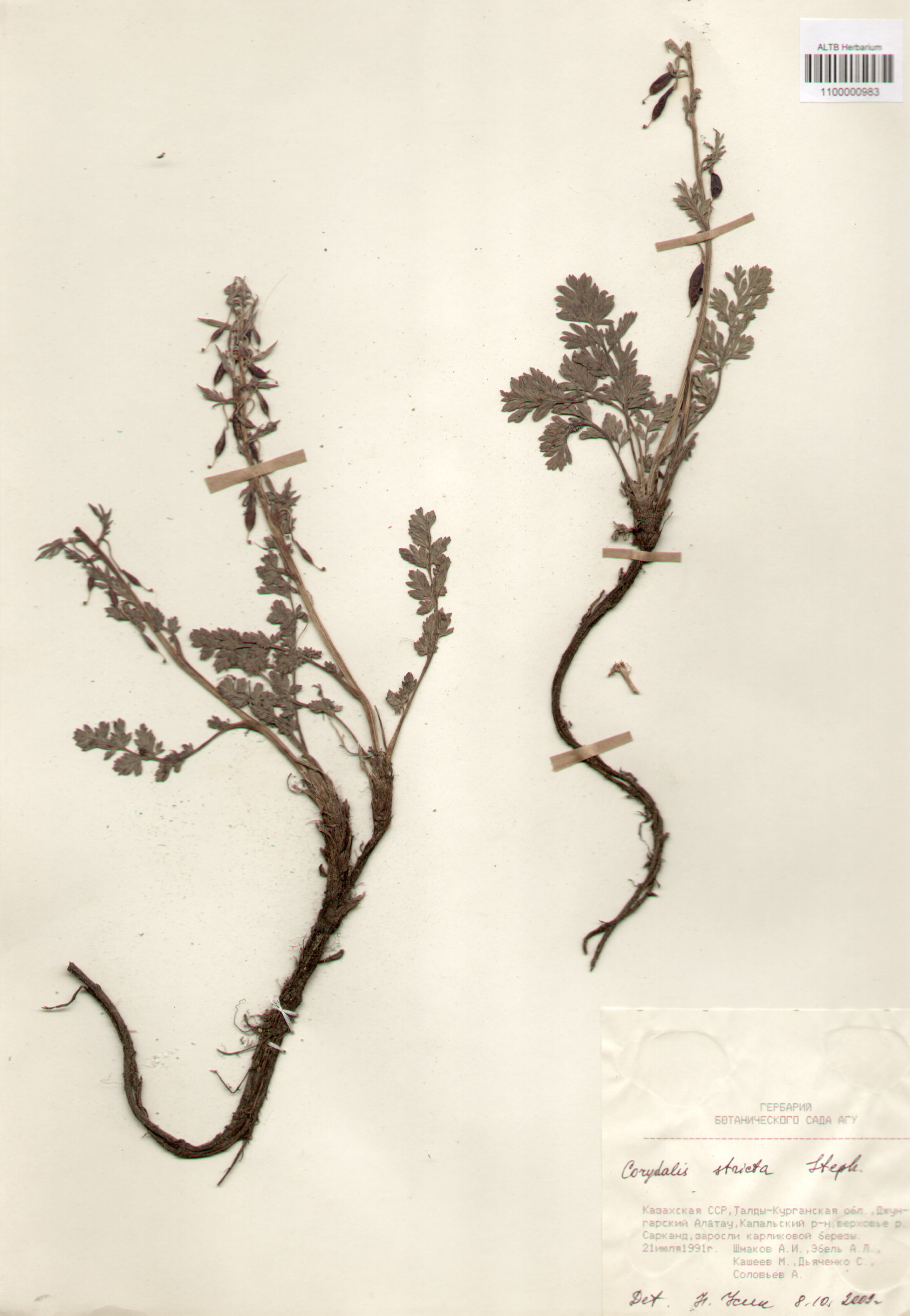 Fumariaceae,Corydalis stricta Steph. ex Fisch.