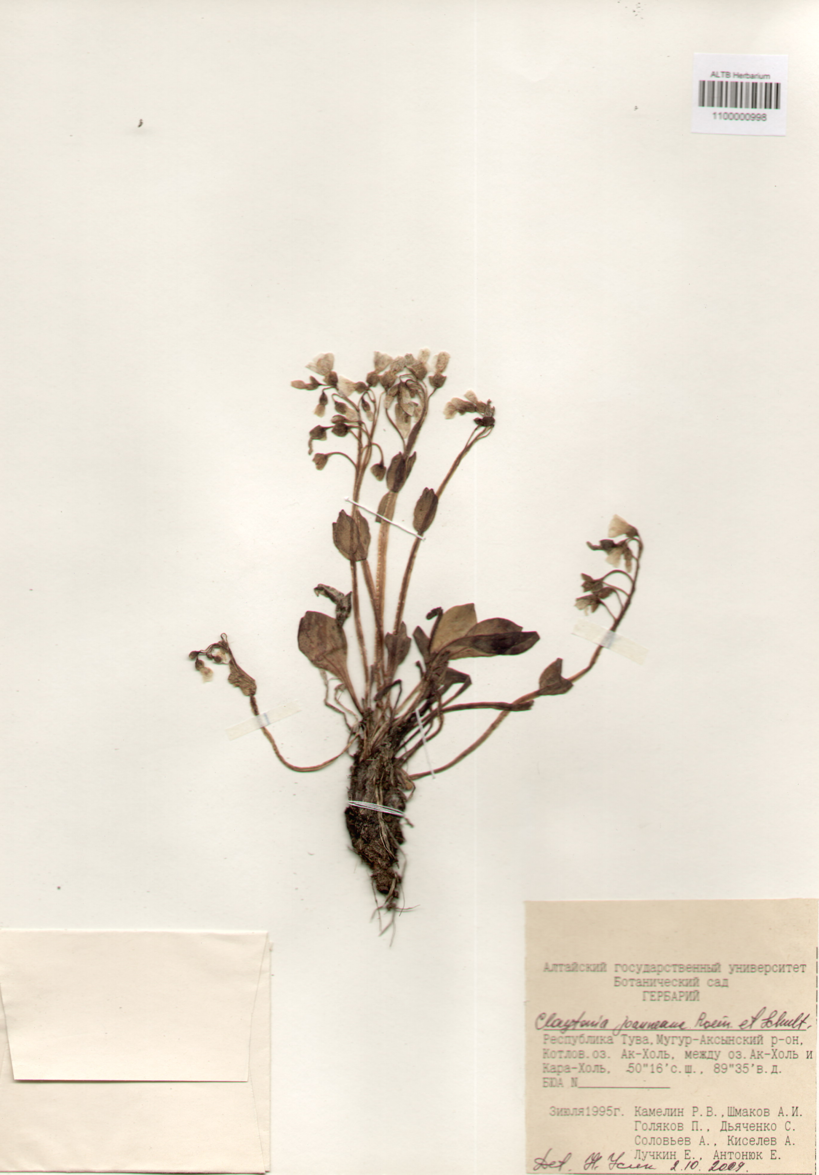 Portulacaceae,Claytonia joanneana Roem. et Schult.
