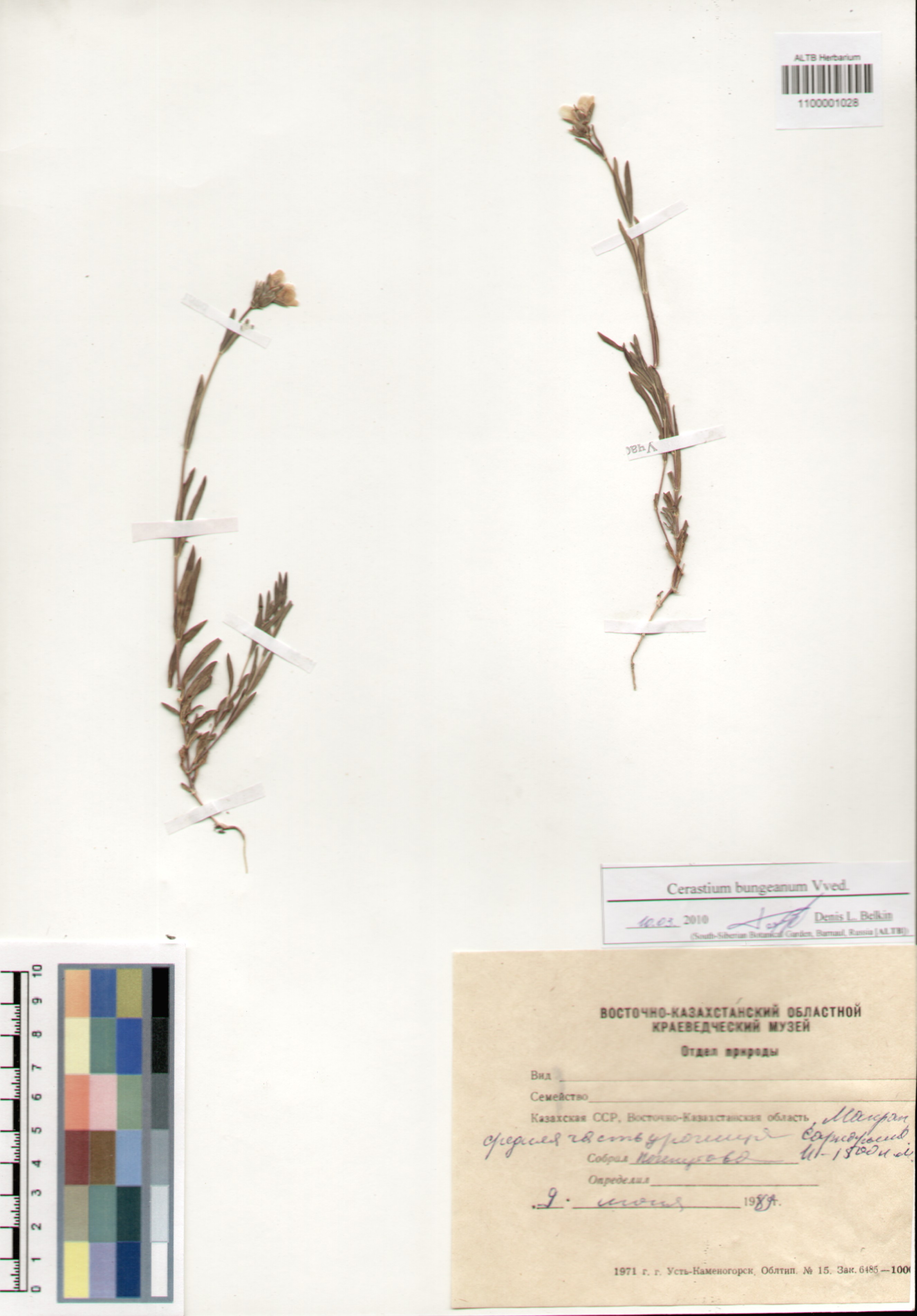 Caryophyllaceae,Cerastium bungeanum Vved.