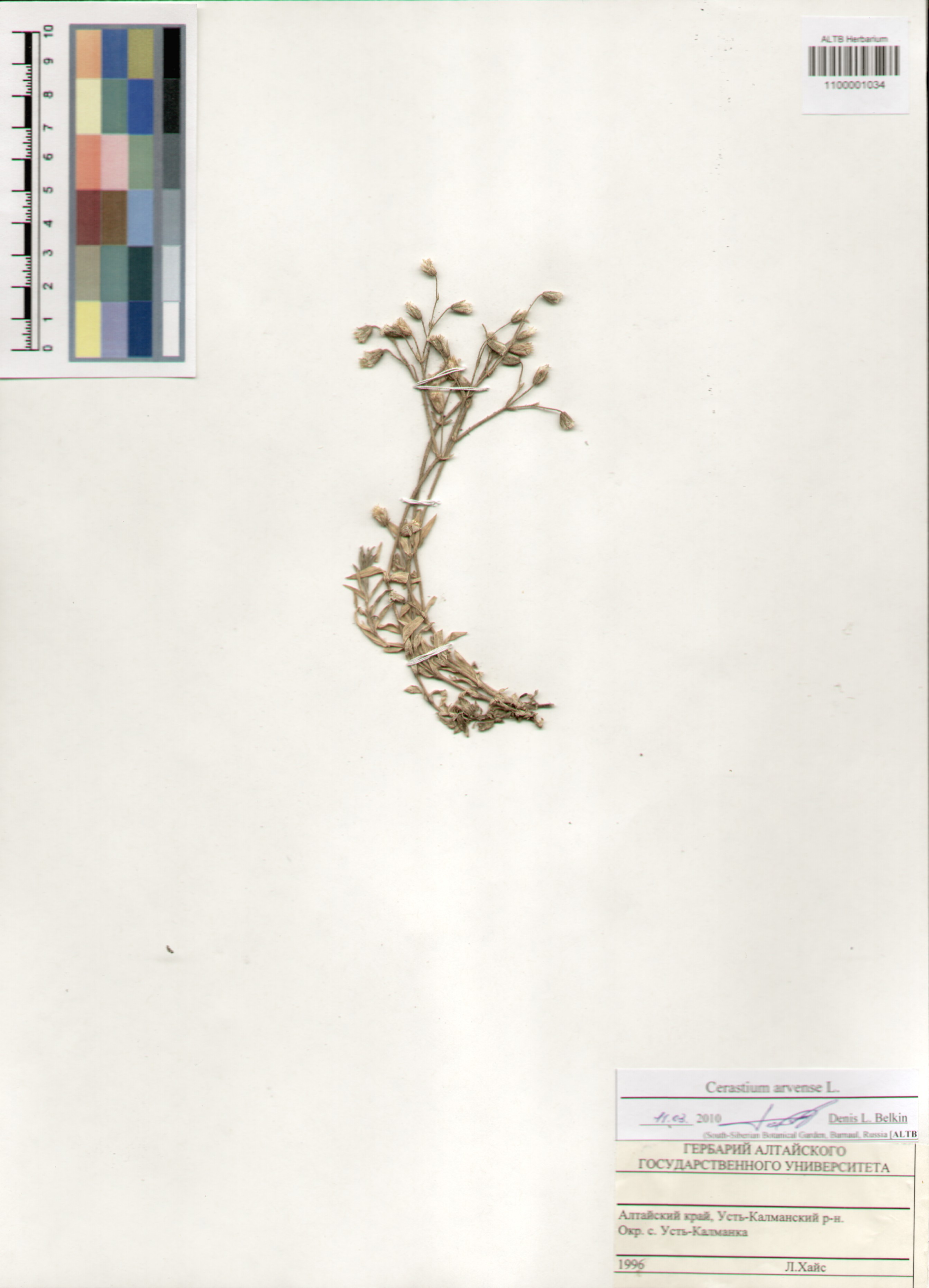 Caryophyllaceae,Cerastium arvense L.
