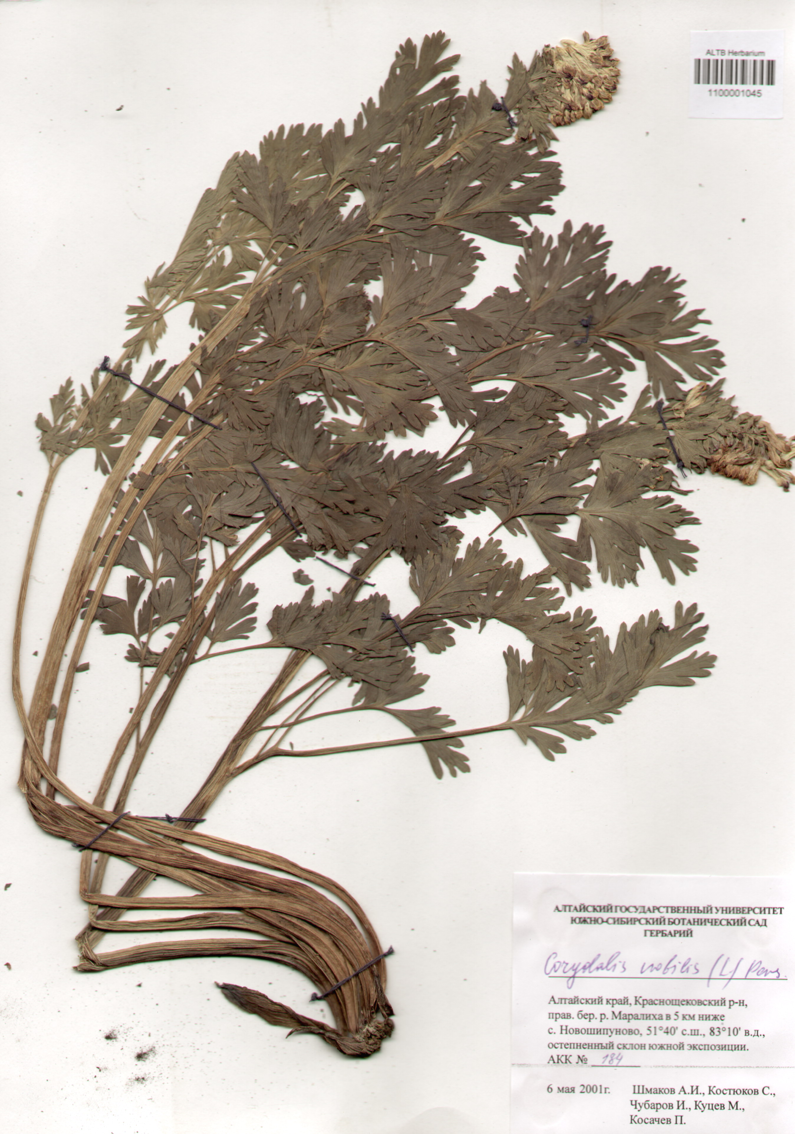 Fumariaceae,Corydalis nobilis (L.) Pers.