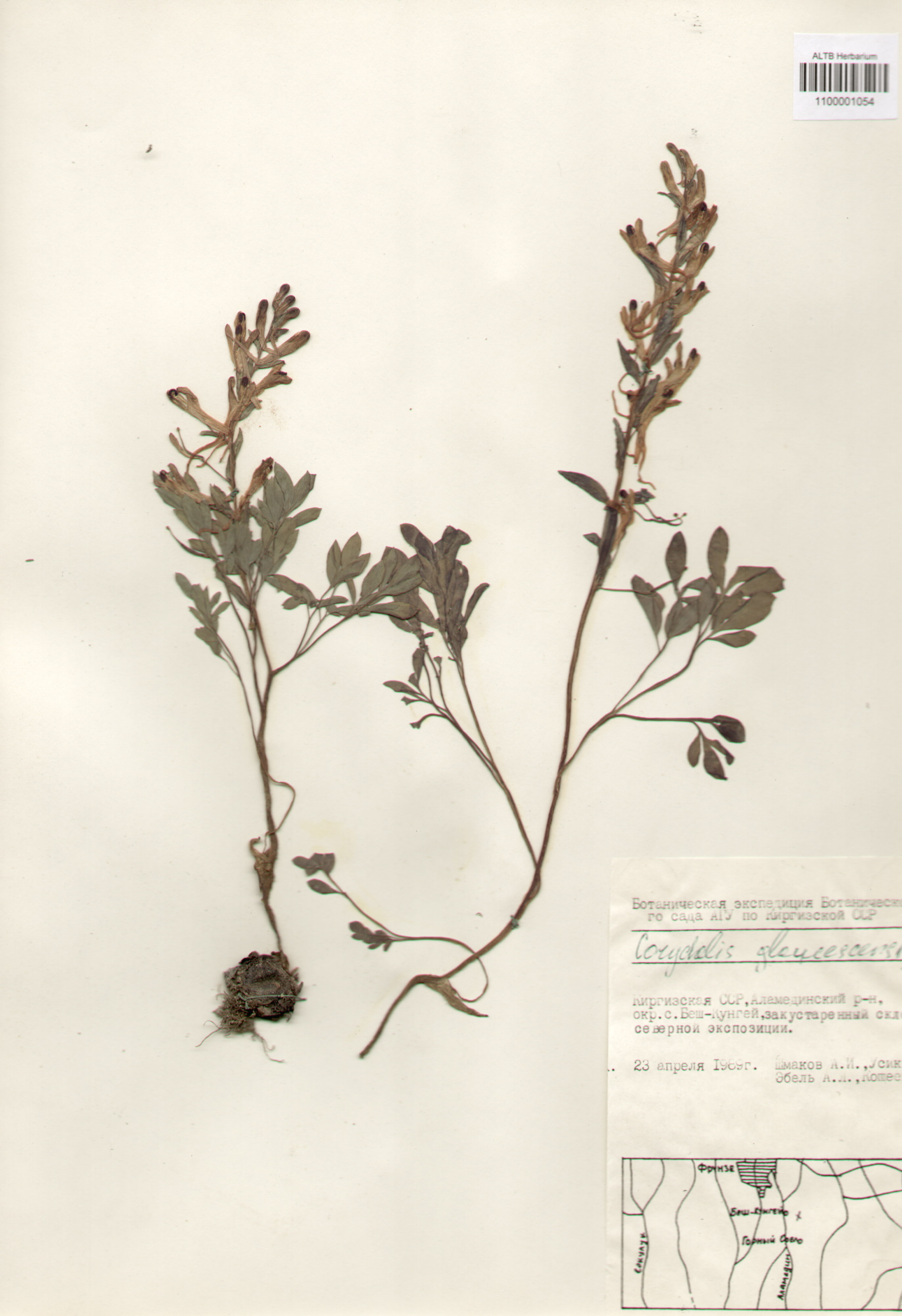 Fumariaceae,Corydalis glaucescens Regel.
