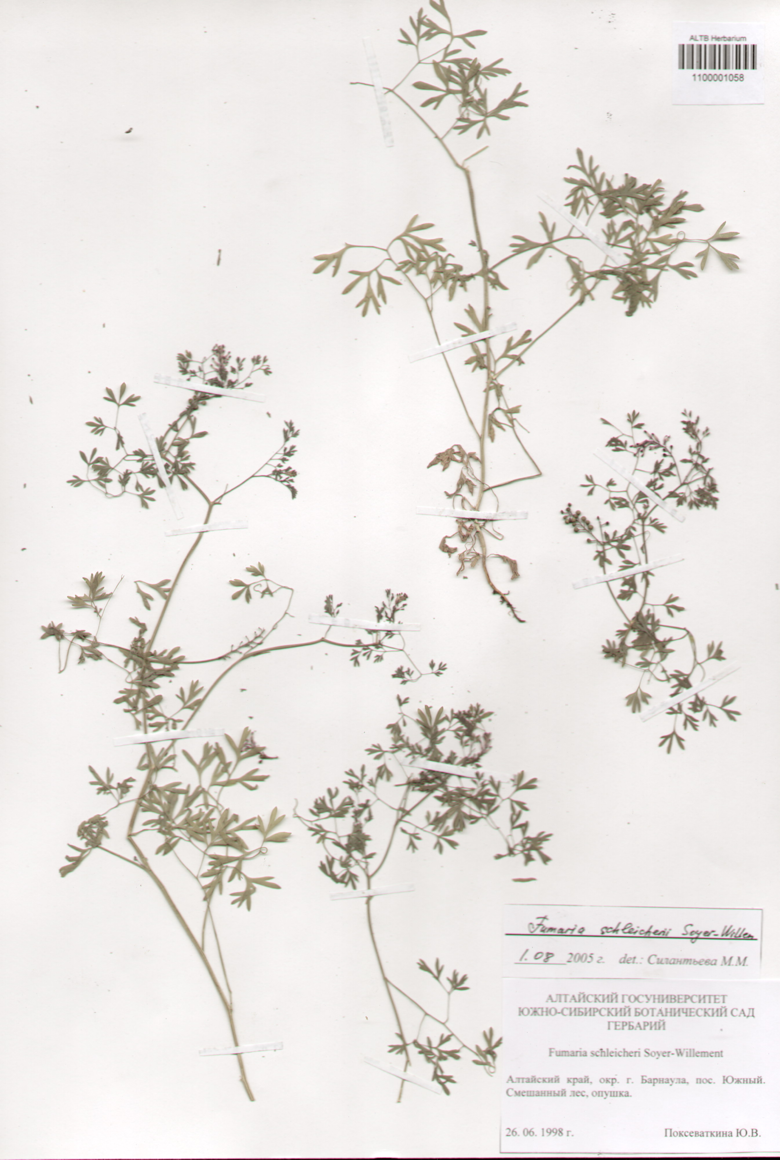 Papaveraceae,Fumaria schleicheri Soy.-Will.