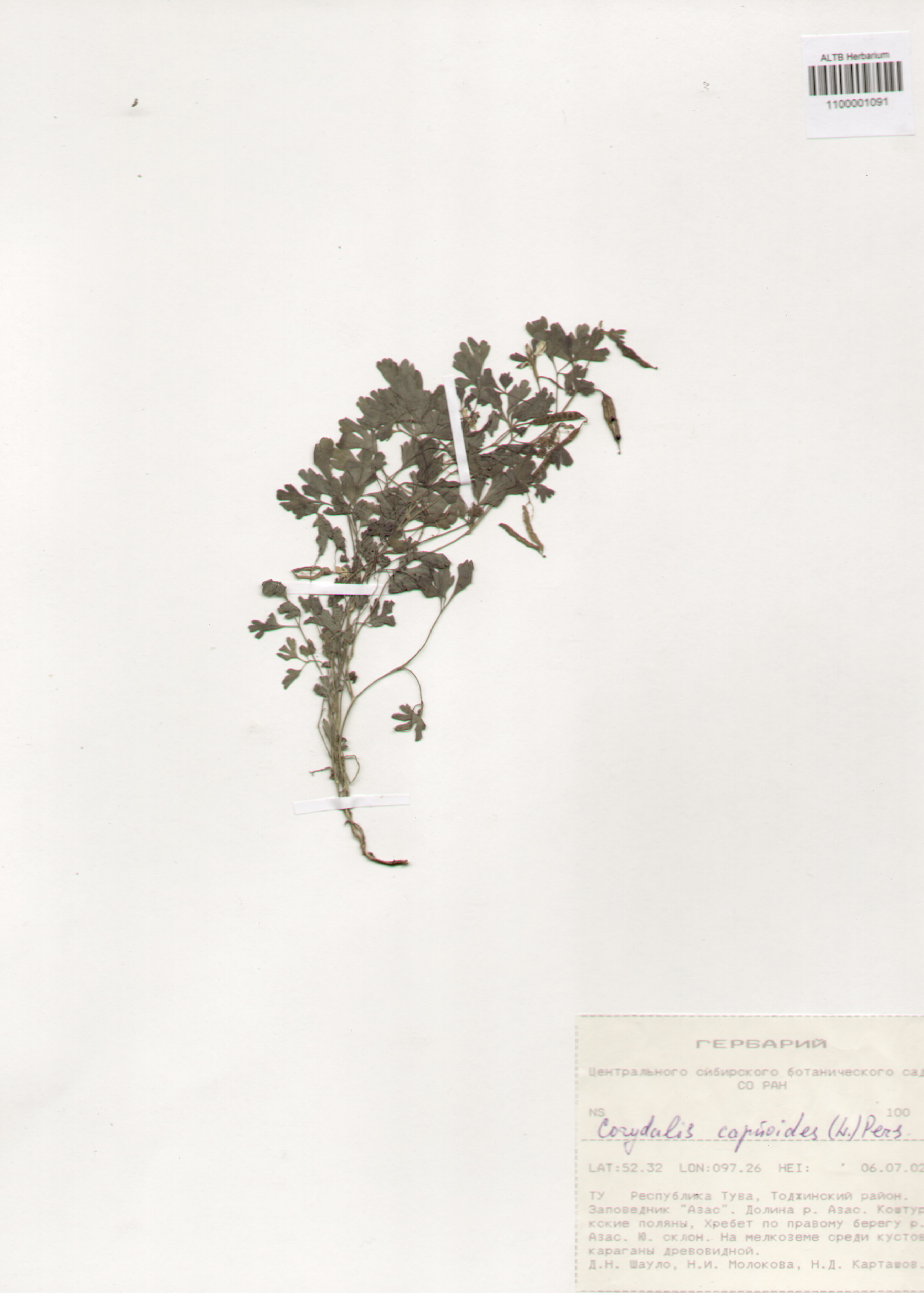 Fumariaceae,Corydalis capnoides (L.) Pers.